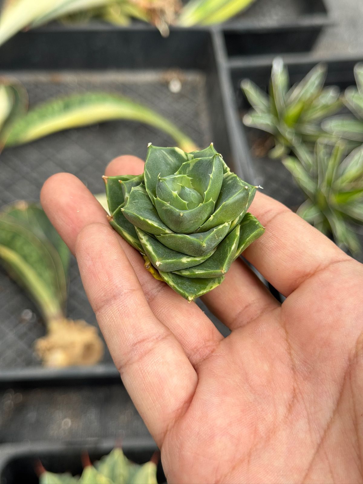 Agave pixie ‘tinkerbell’