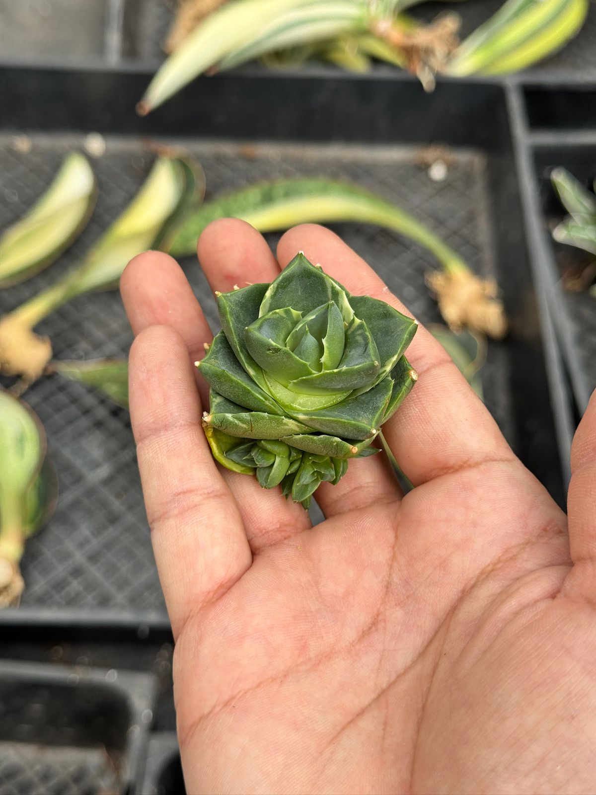 Agave pixie ‘tinkerbell’