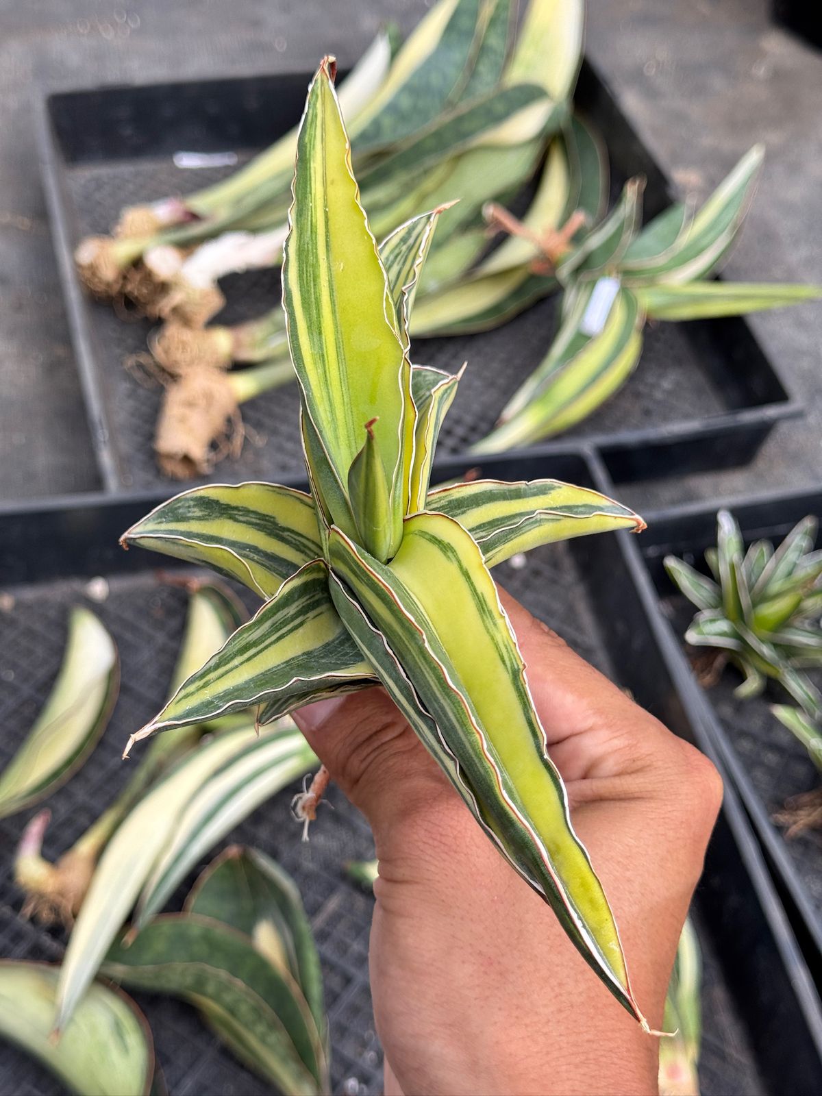 Sansevieria robusta