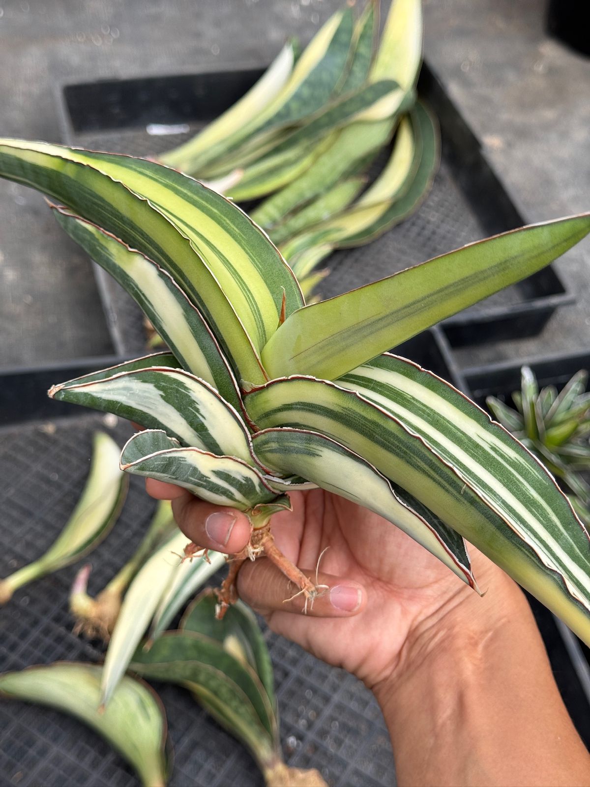 Sansevieria robusta
