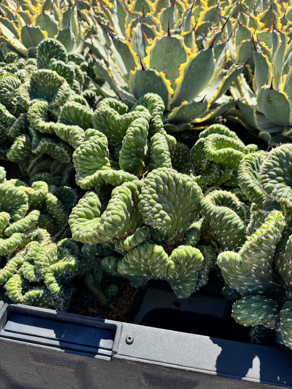 Opuntia cylindrica crestada