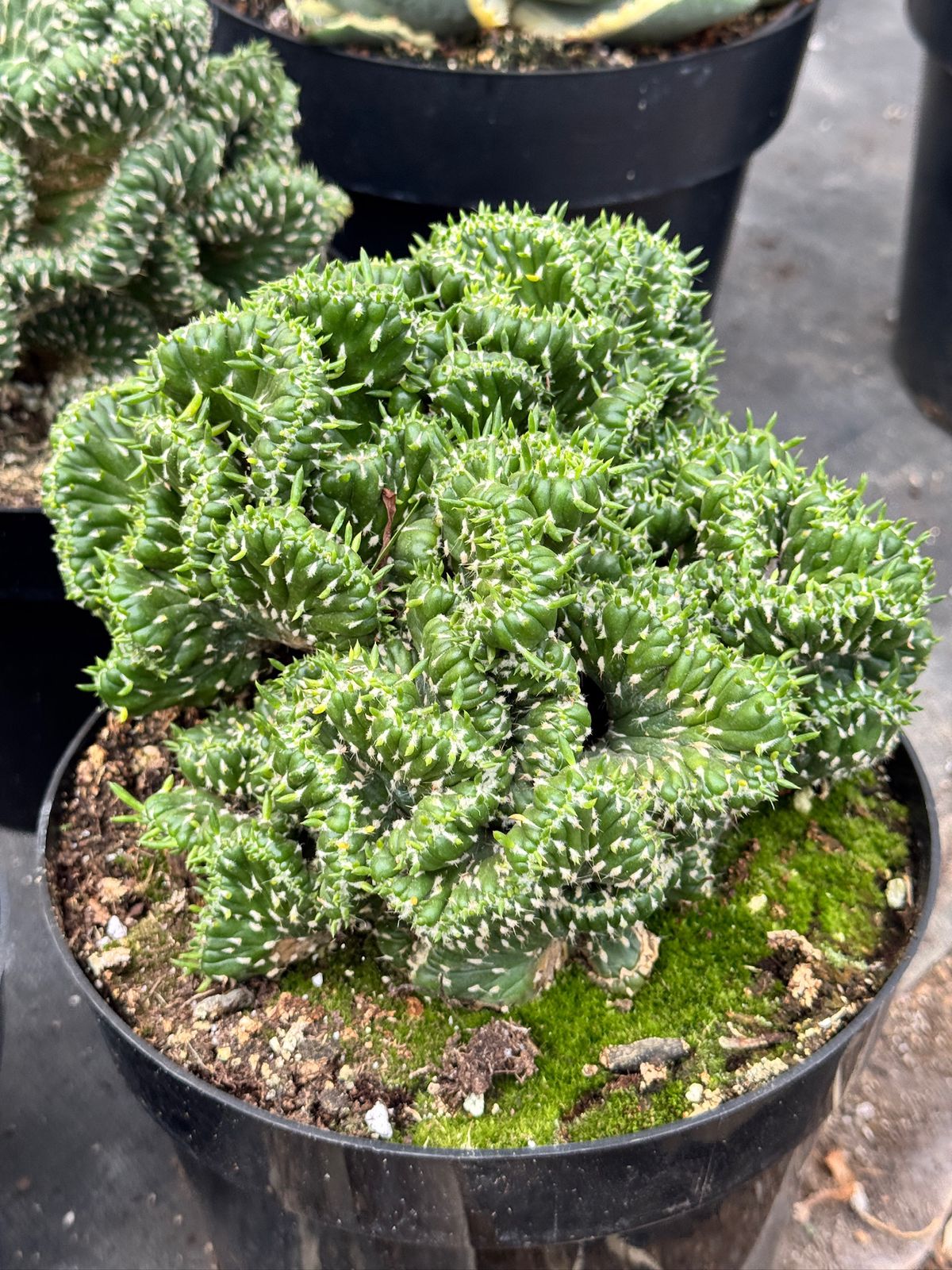 Opuntia cylindrica crestada