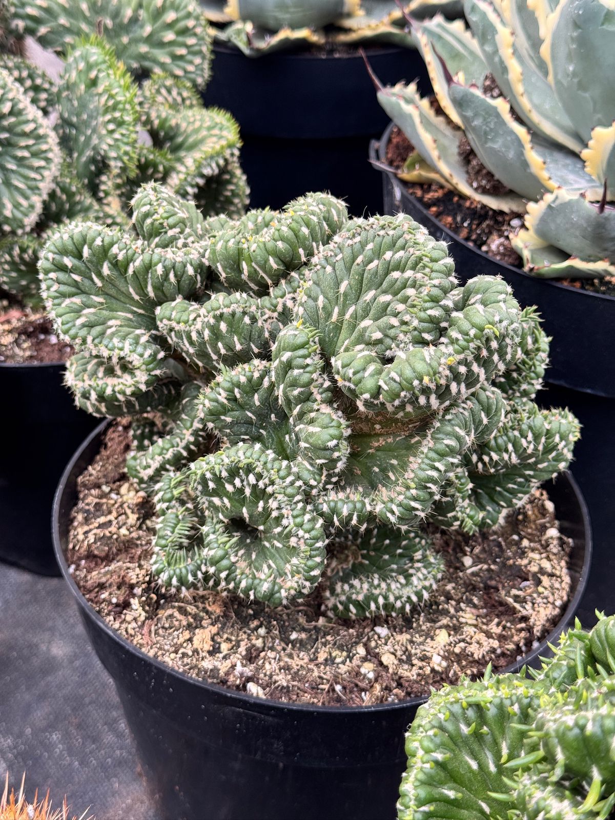 Opuntia cylindrica crestada