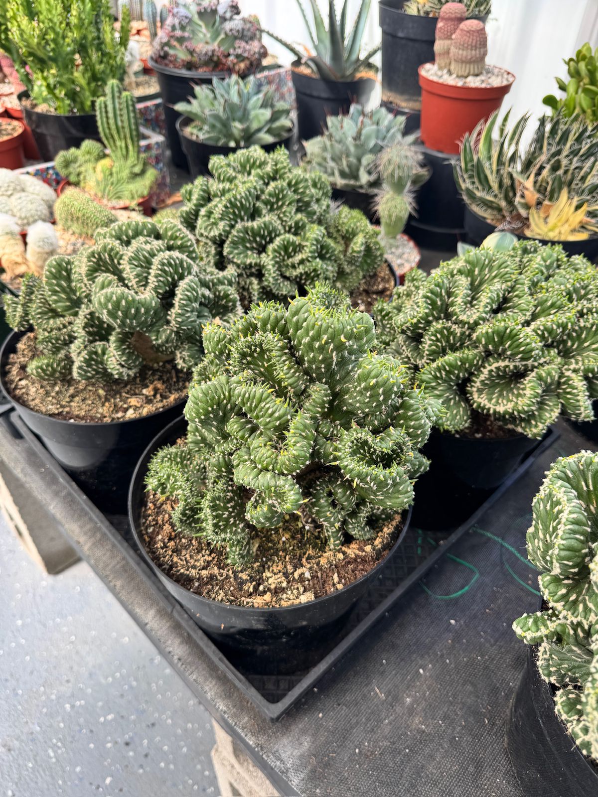 Opuntia cylindrica crestada