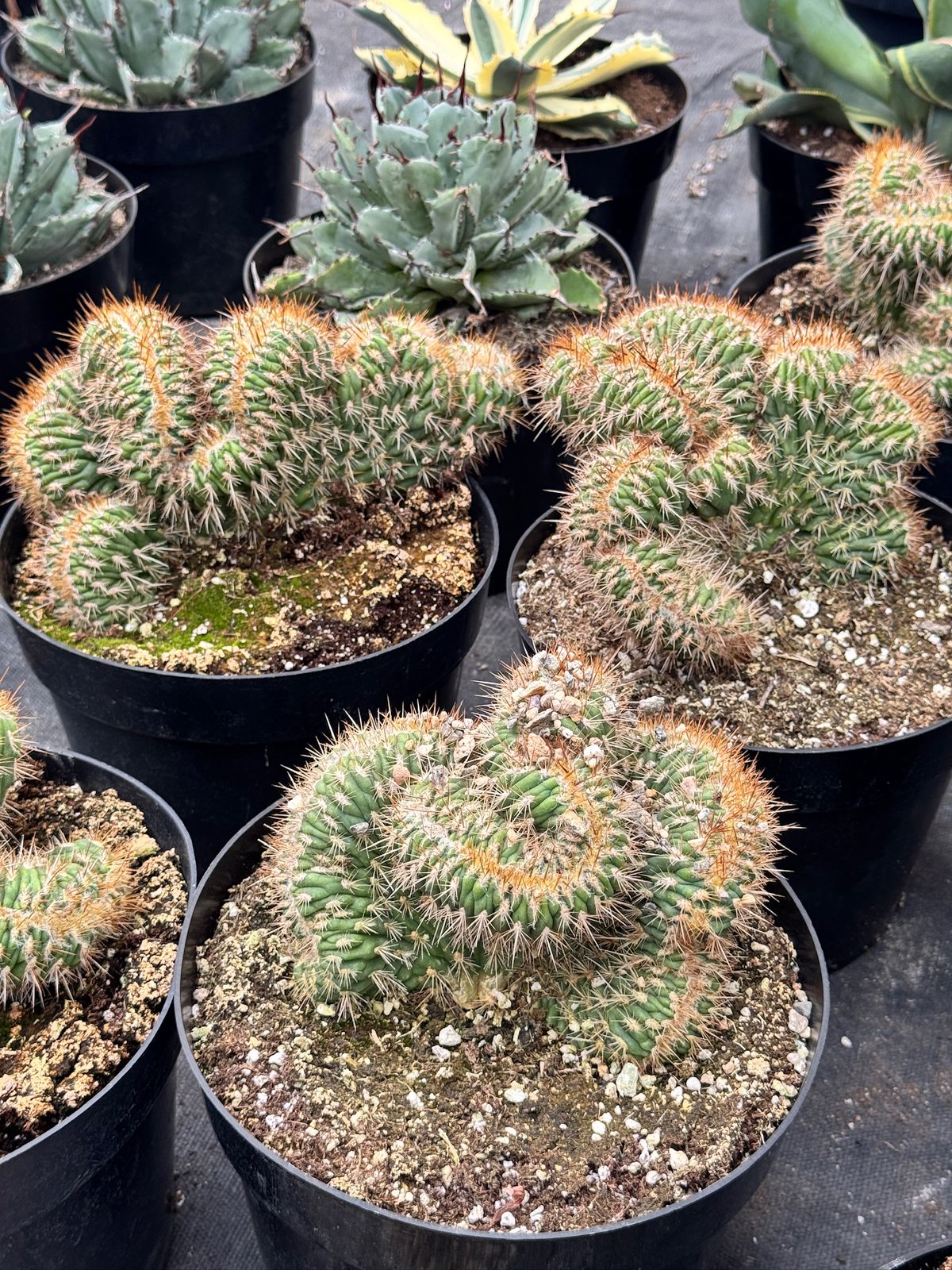 Stenocereus hollianus cristata