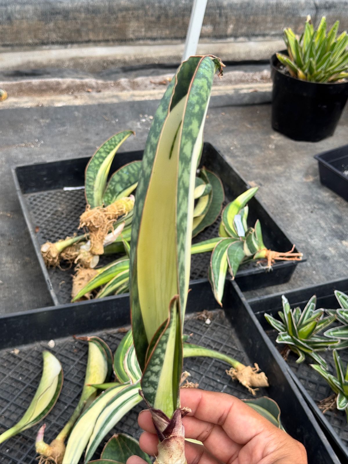 Sansevierias Moon grande