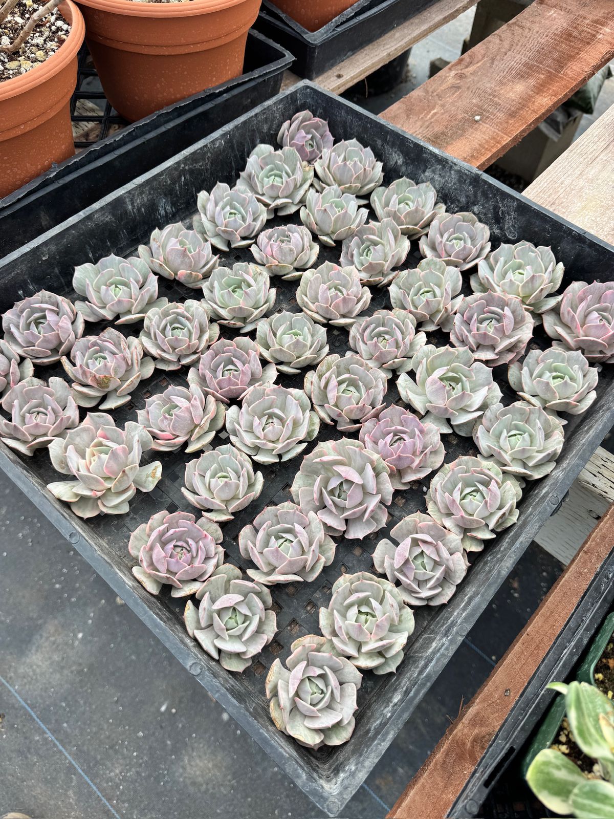 Cortes de Echeveria Lola variegada