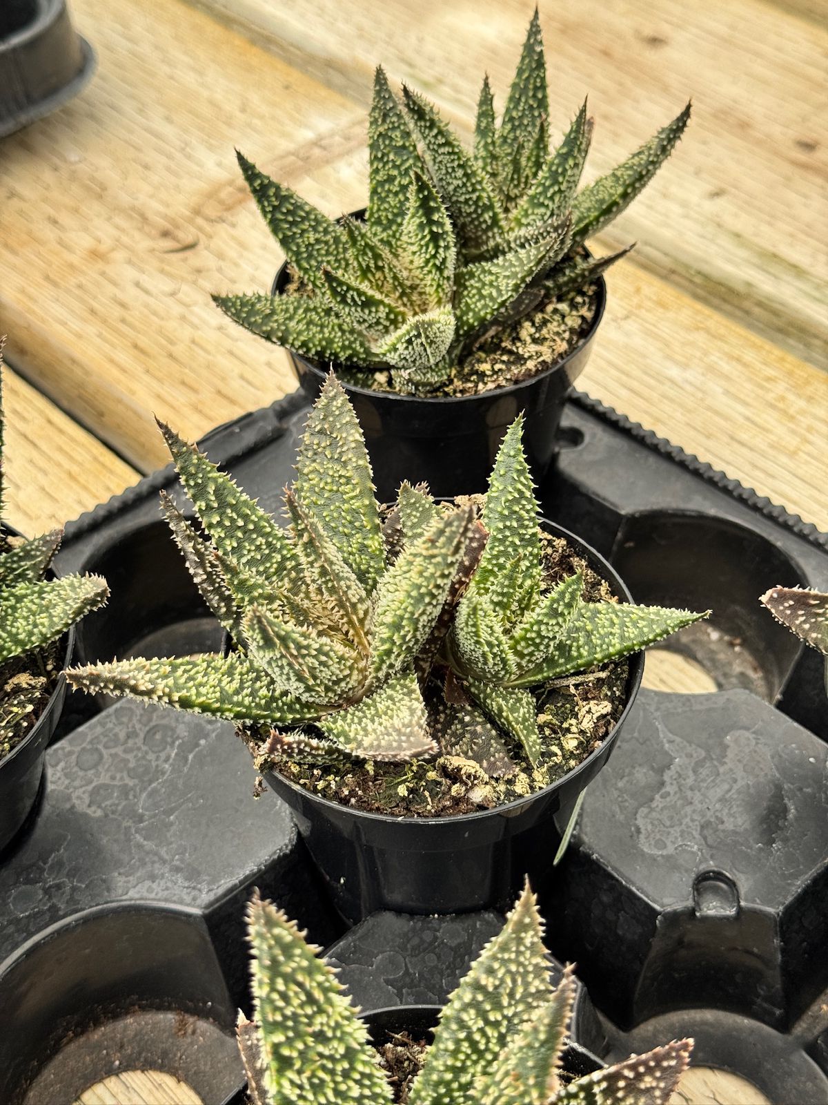 Aloe tarántula