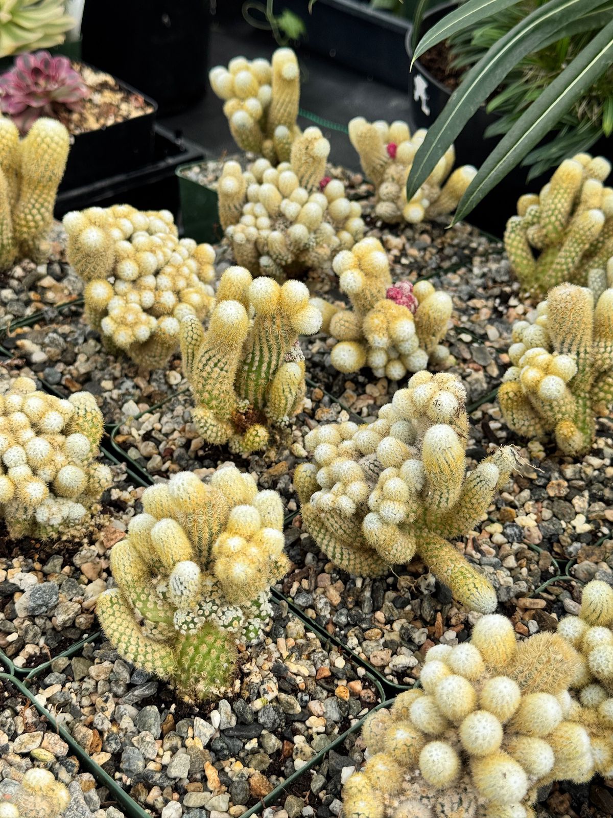 Mammillaria elongata ‘golden nugget’