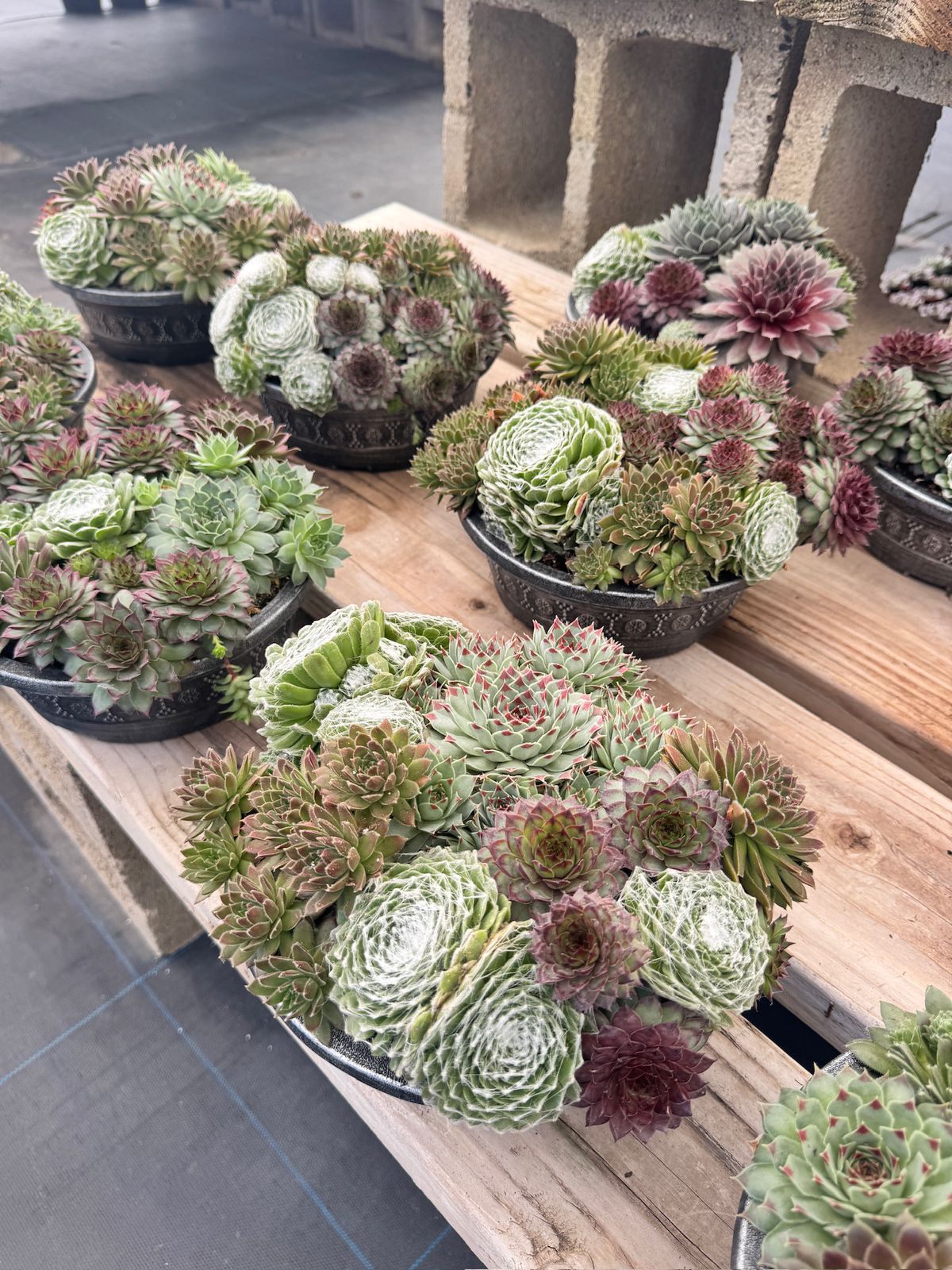 Maceta de sempervivum mix 8”