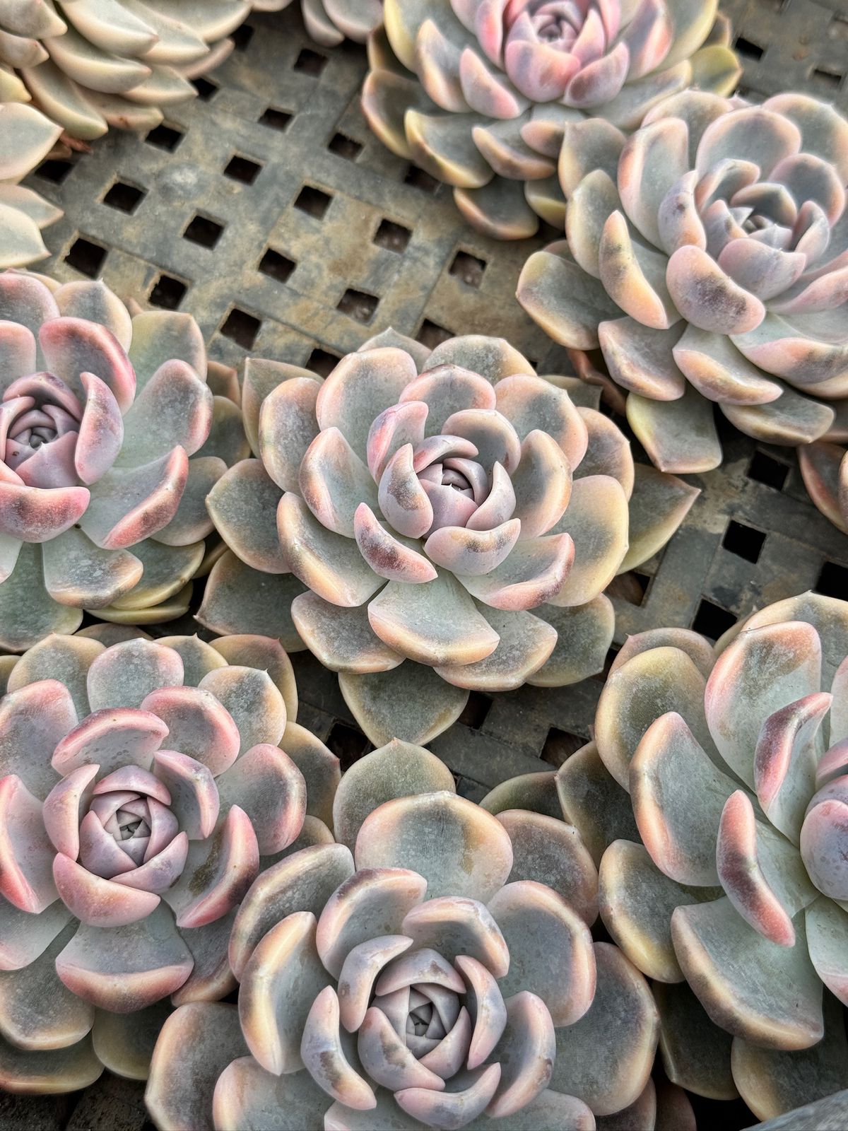 Echeveria pink porcelain