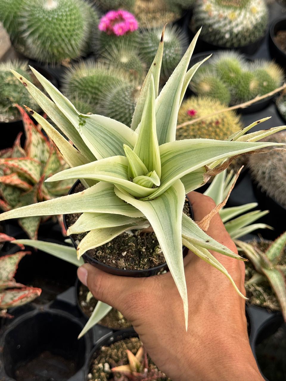 Aloe phantom