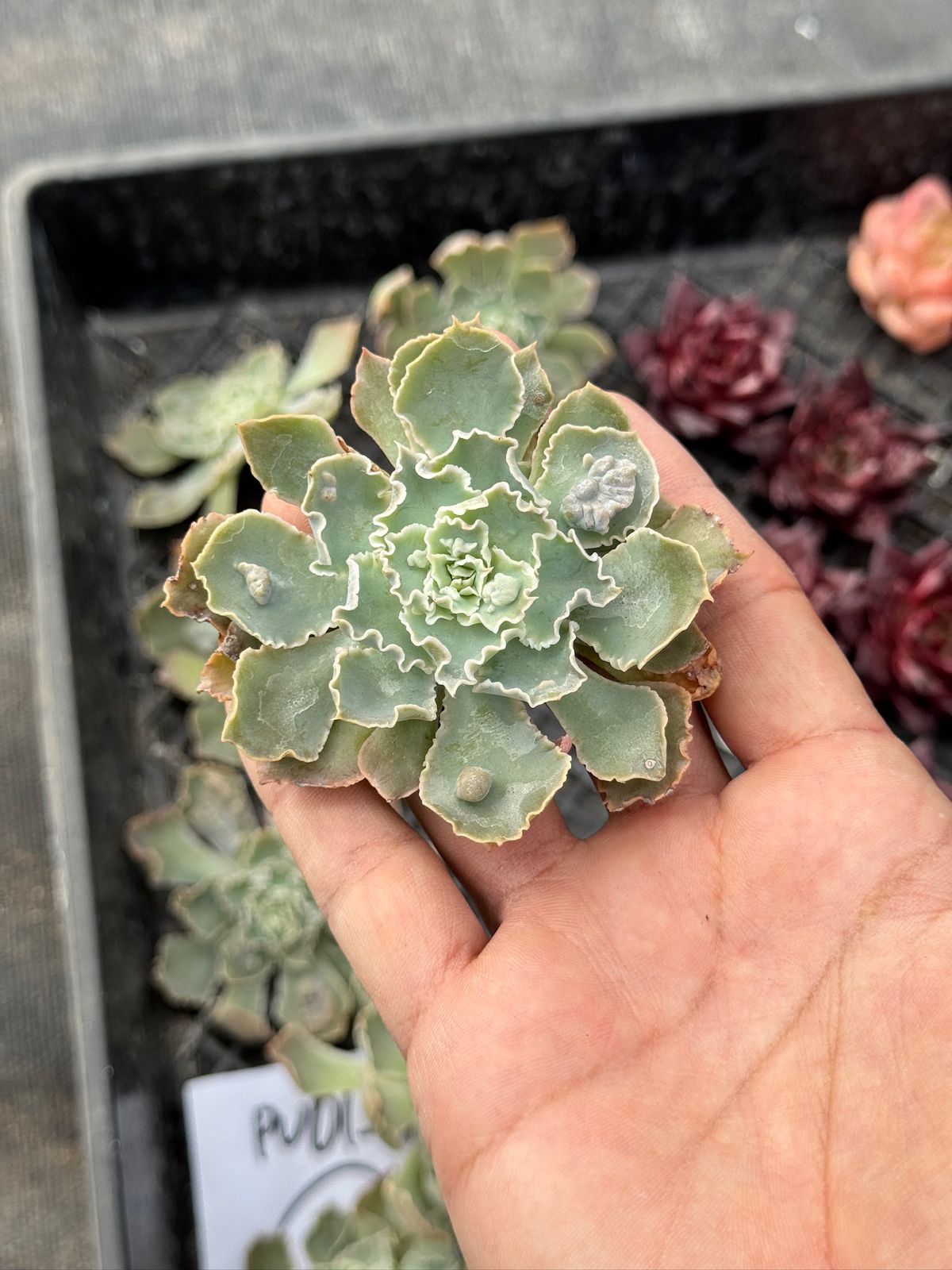 Echeveria Shaviana ´Pink Frills