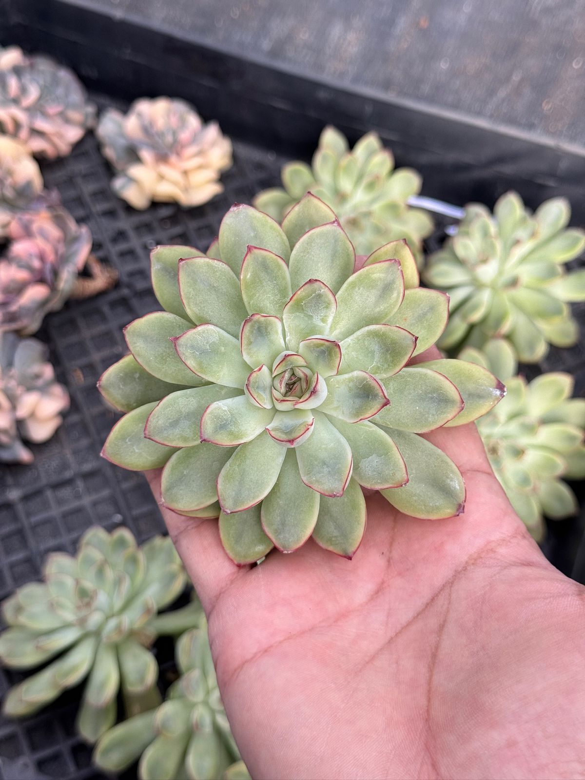 Echeveria Pulidonis Aurea Variegada