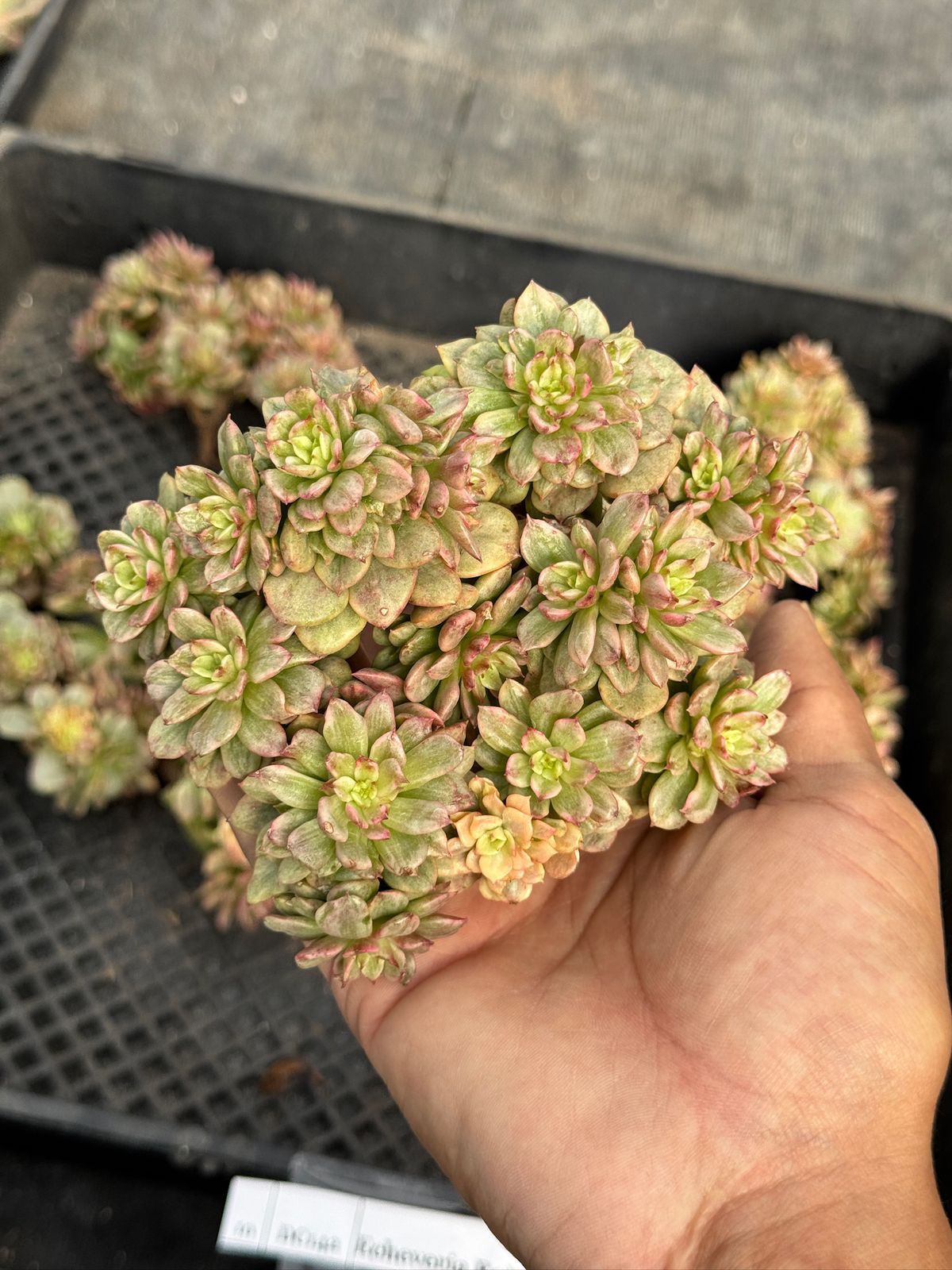 Echeveria Rolly Variegata