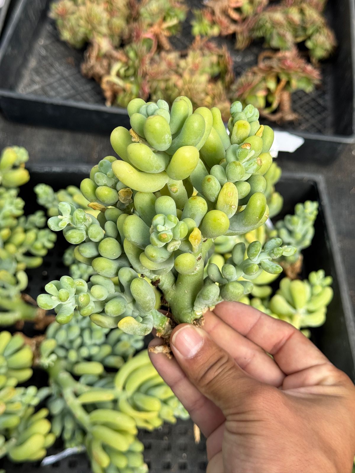 Echeveria Banana Pretty