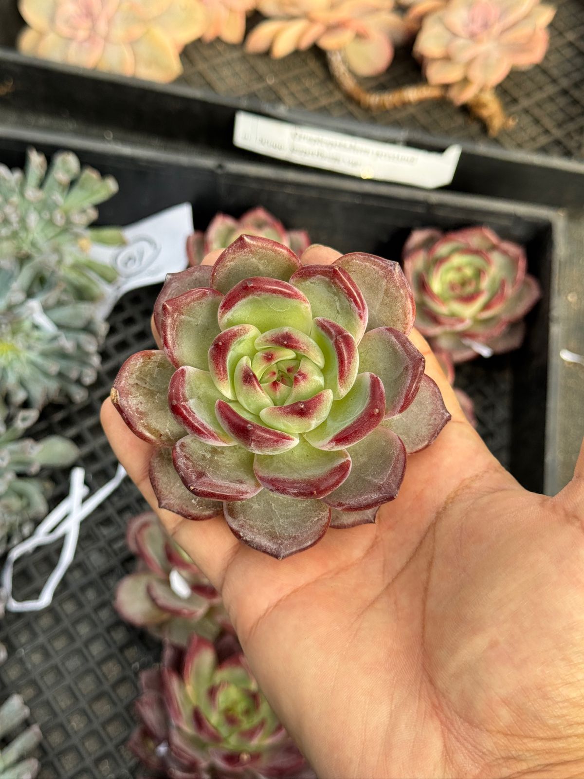 Echeveria Daredevil