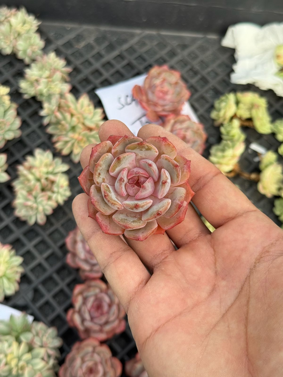 Echeveria Tiger candy