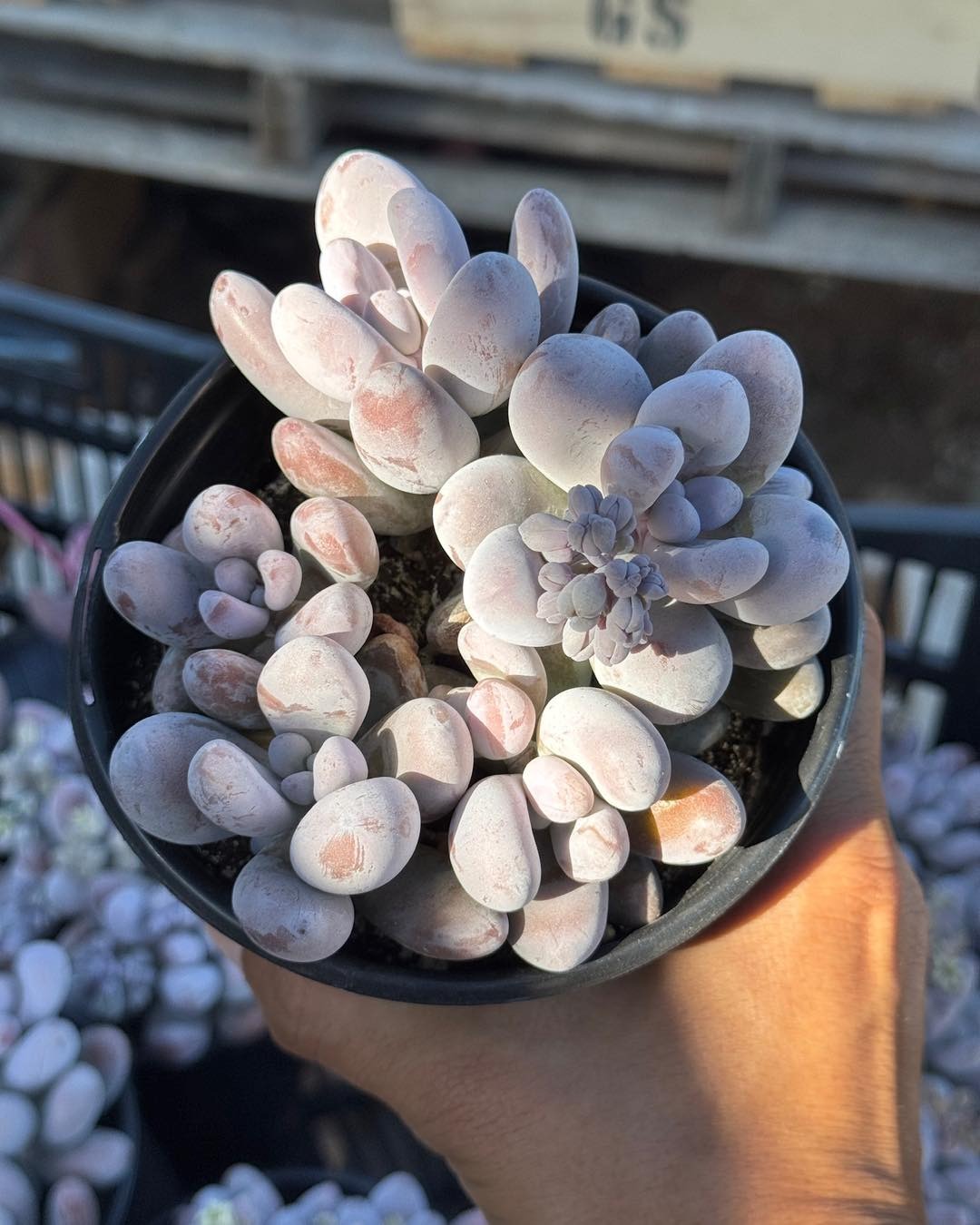 Pachyphytum hibrido