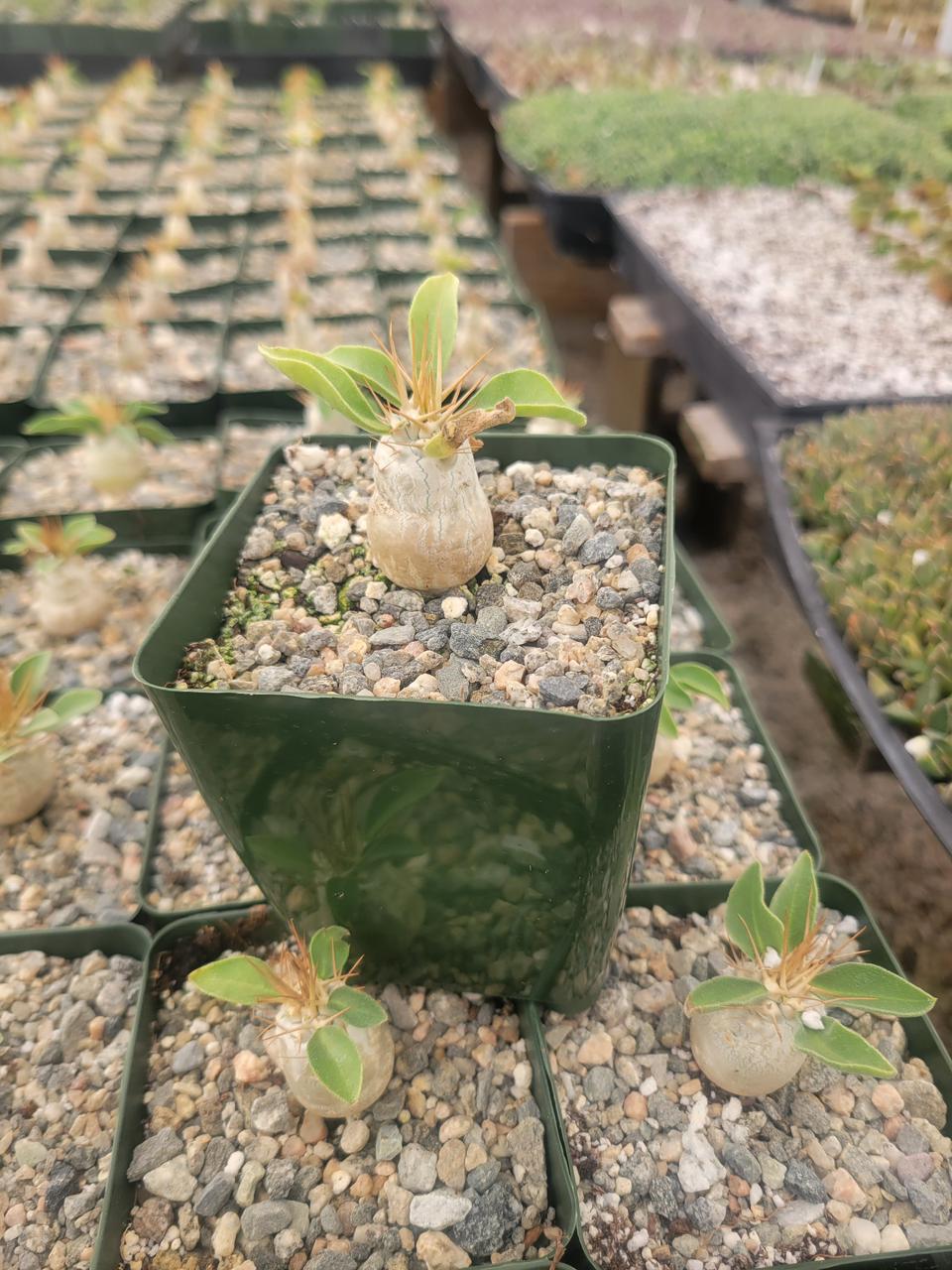 Pachypodium Namaquanum 4”