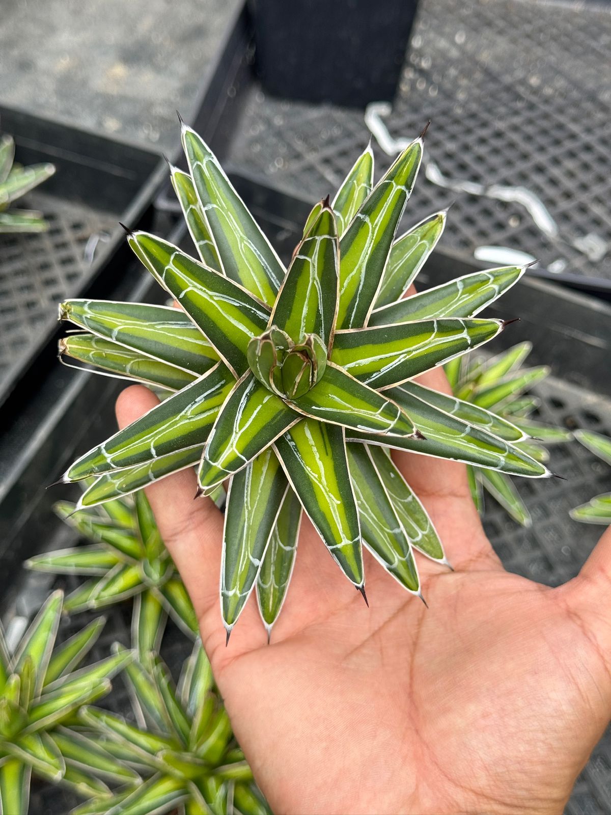 Agave Victoria Reginae mediopicta