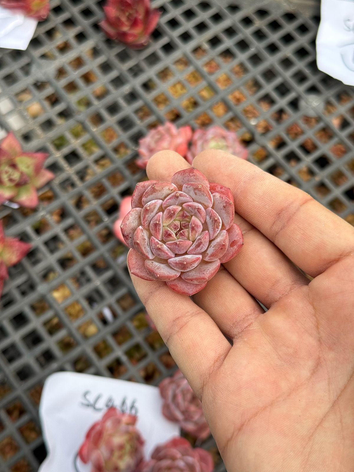 Echeveria pink snow