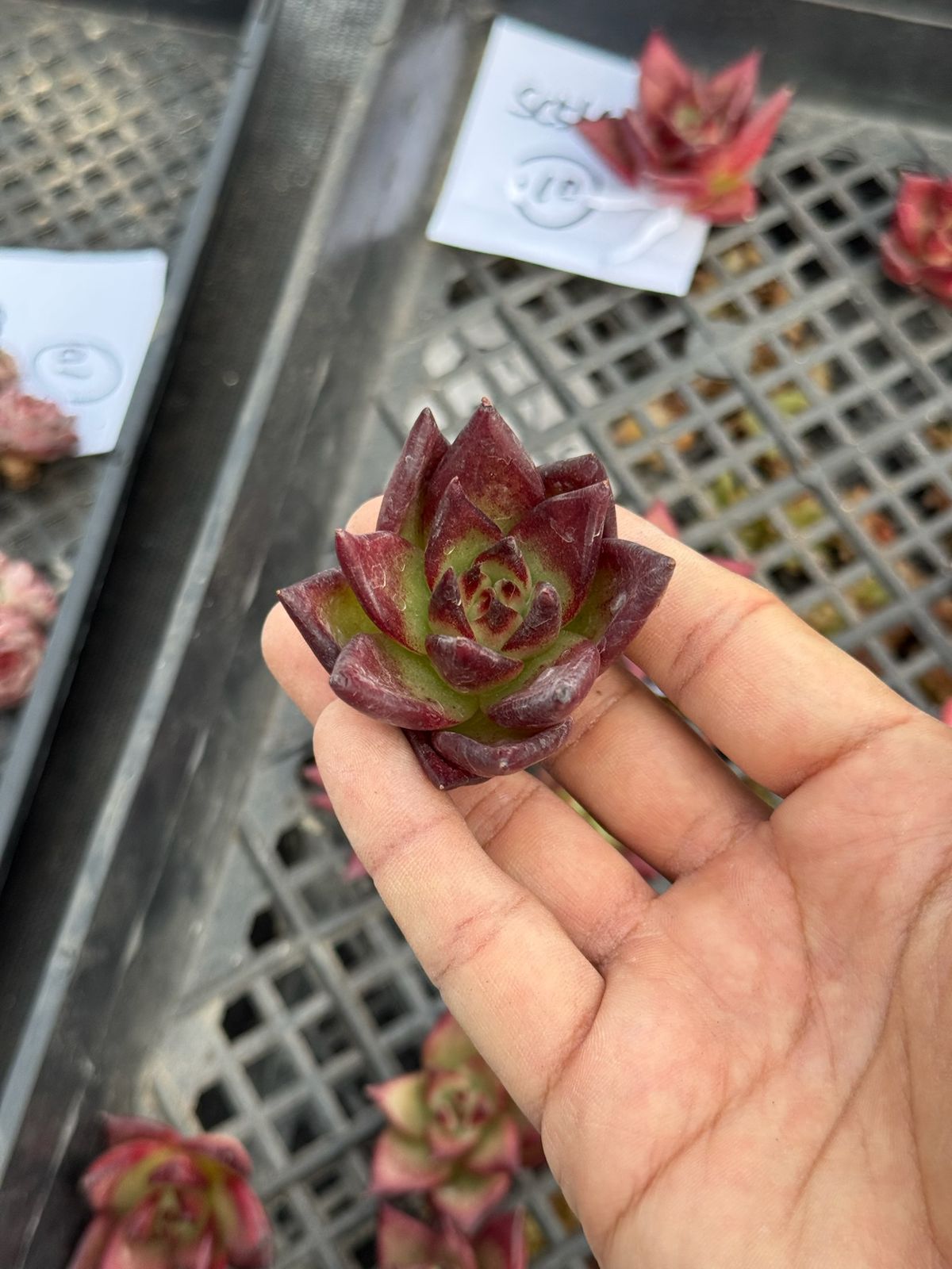 Echeveria agavoides ‘Ebony black juice