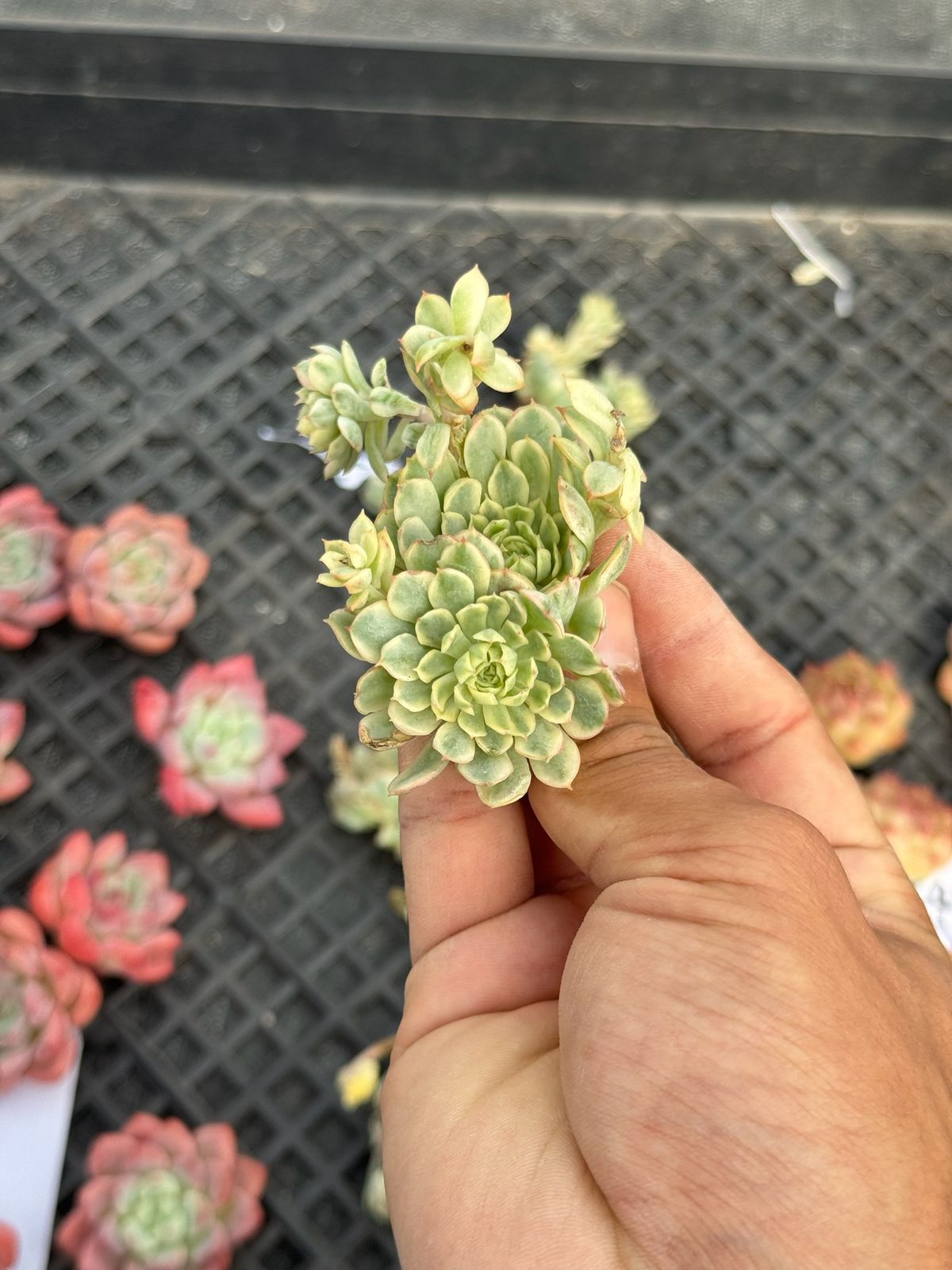 Echeveria fantasy rose variegada