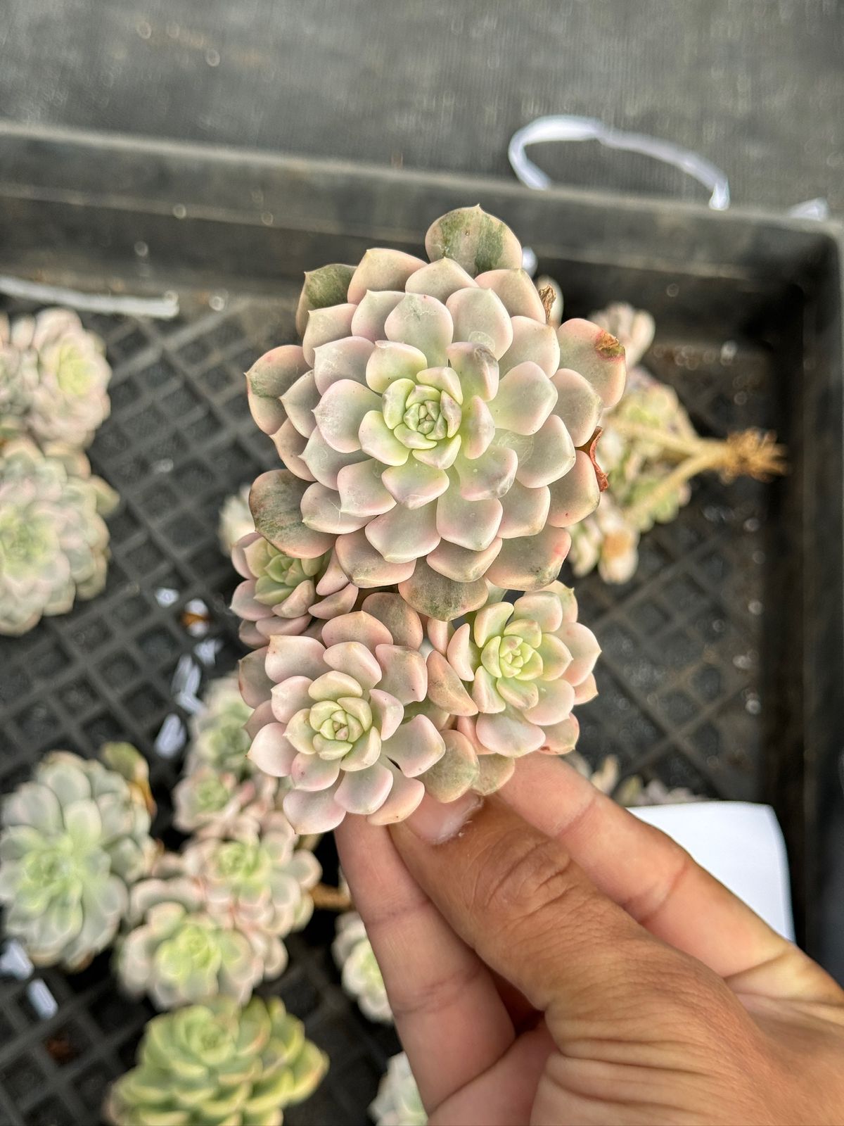 Echeveria tinkerbell variegada