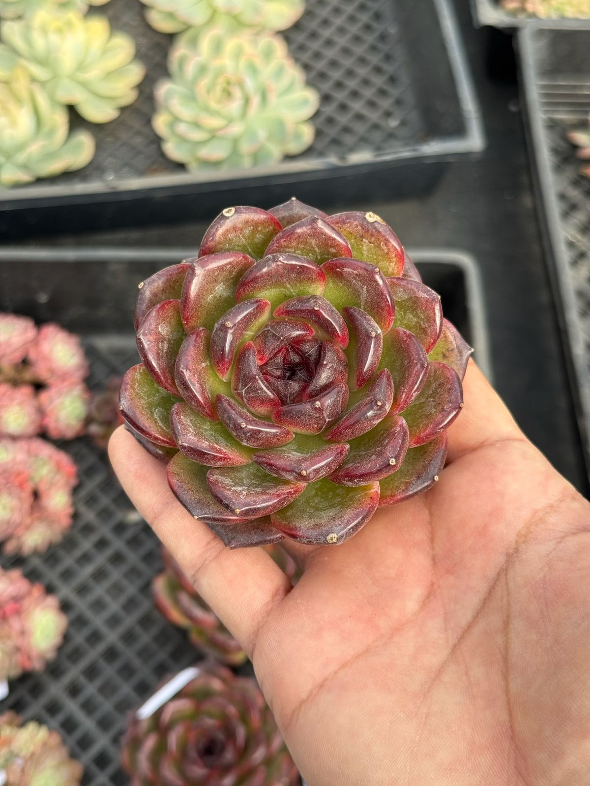 Echeveria Icelandic coffee