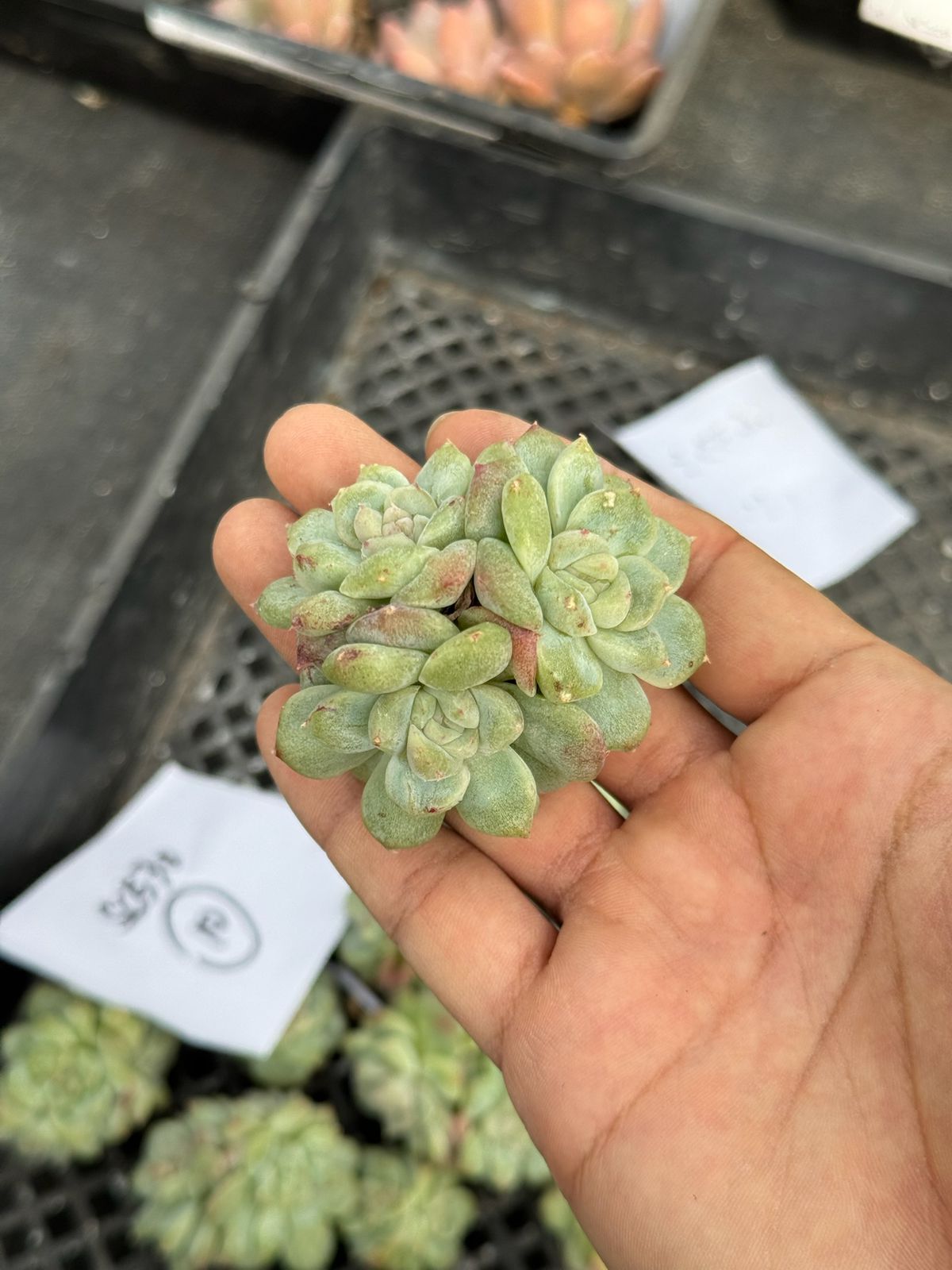 Echeveria pink diamond petrification