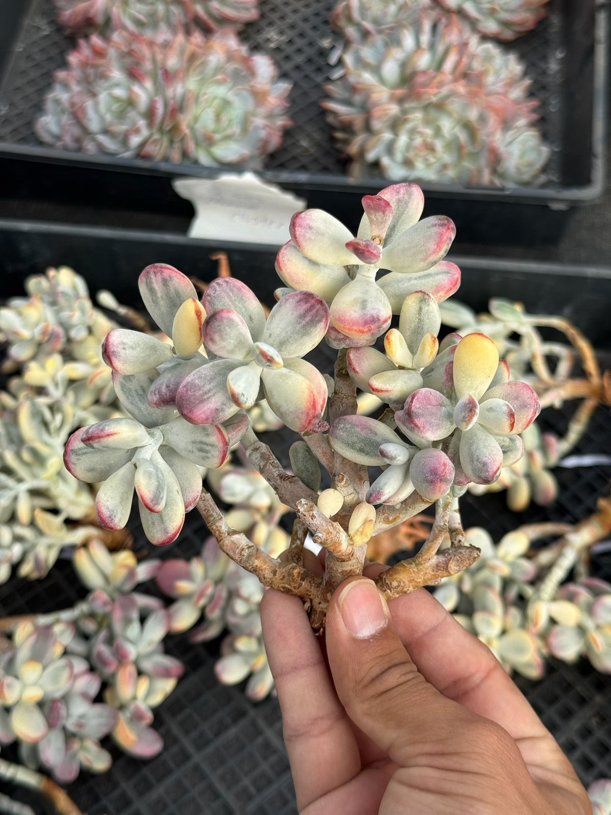 Cotyledon orbiculata Variegado