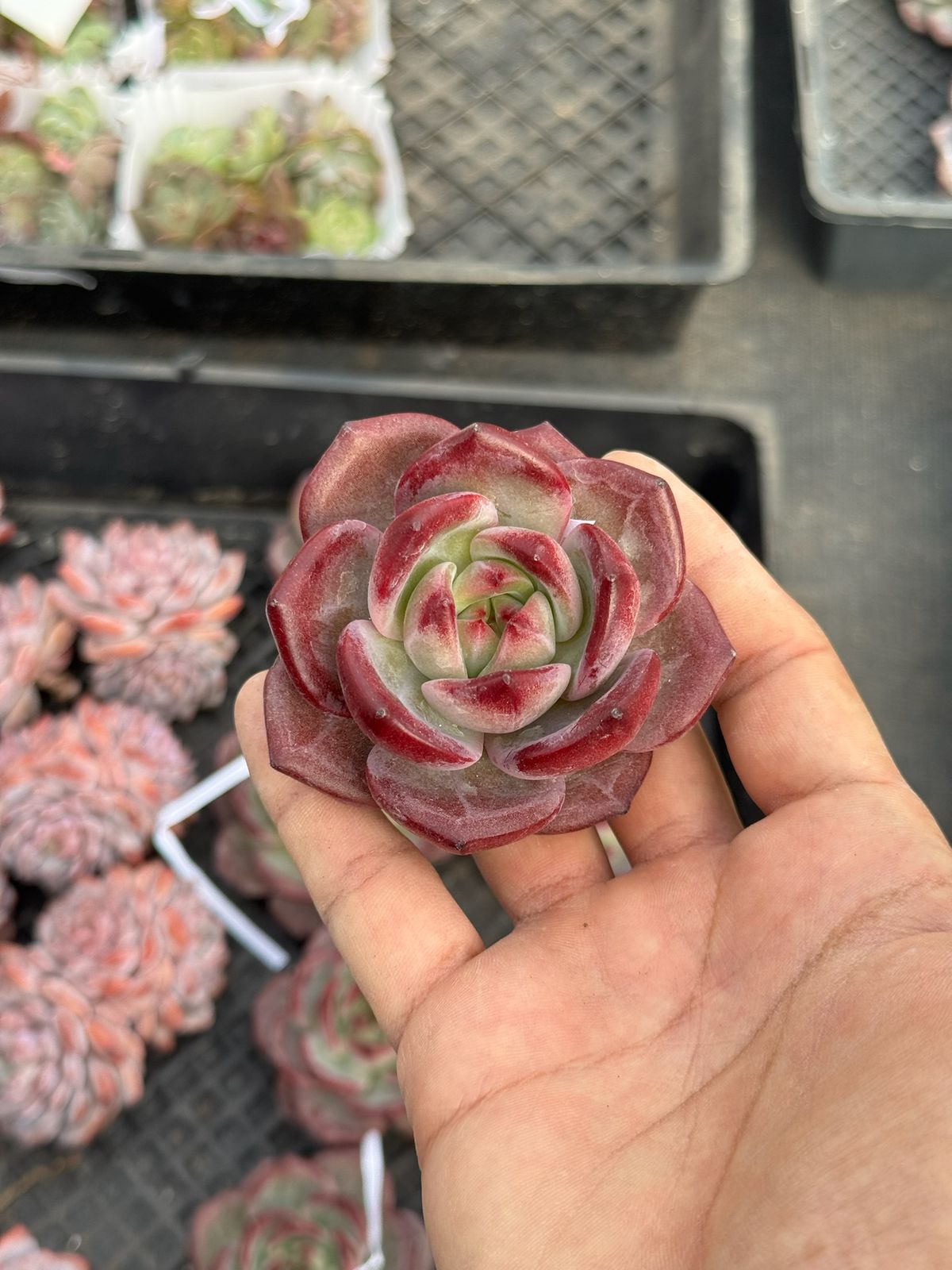 Echeveria red mark