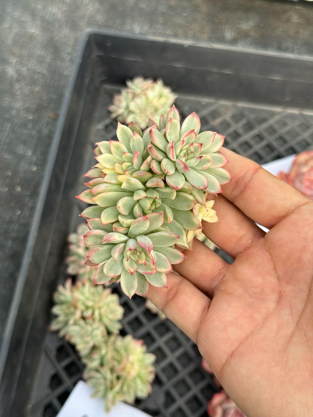 Echeveria female variegada