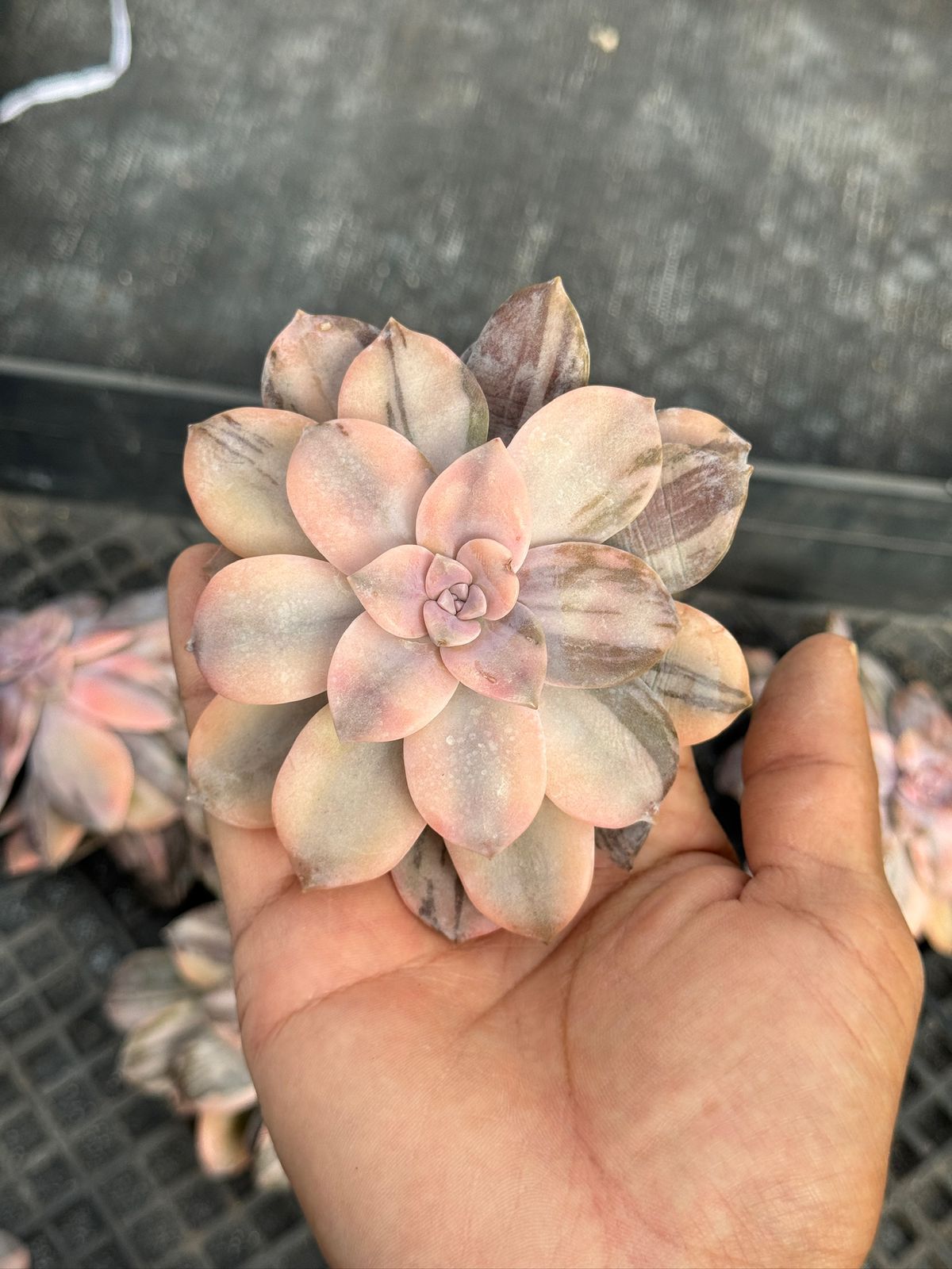 Graptopetalum pentandrum ssp. Super bum variegada