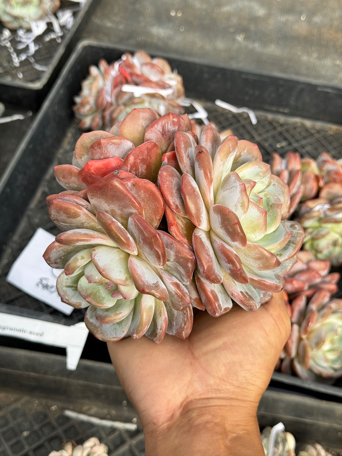 Echeveria pomegranate seed