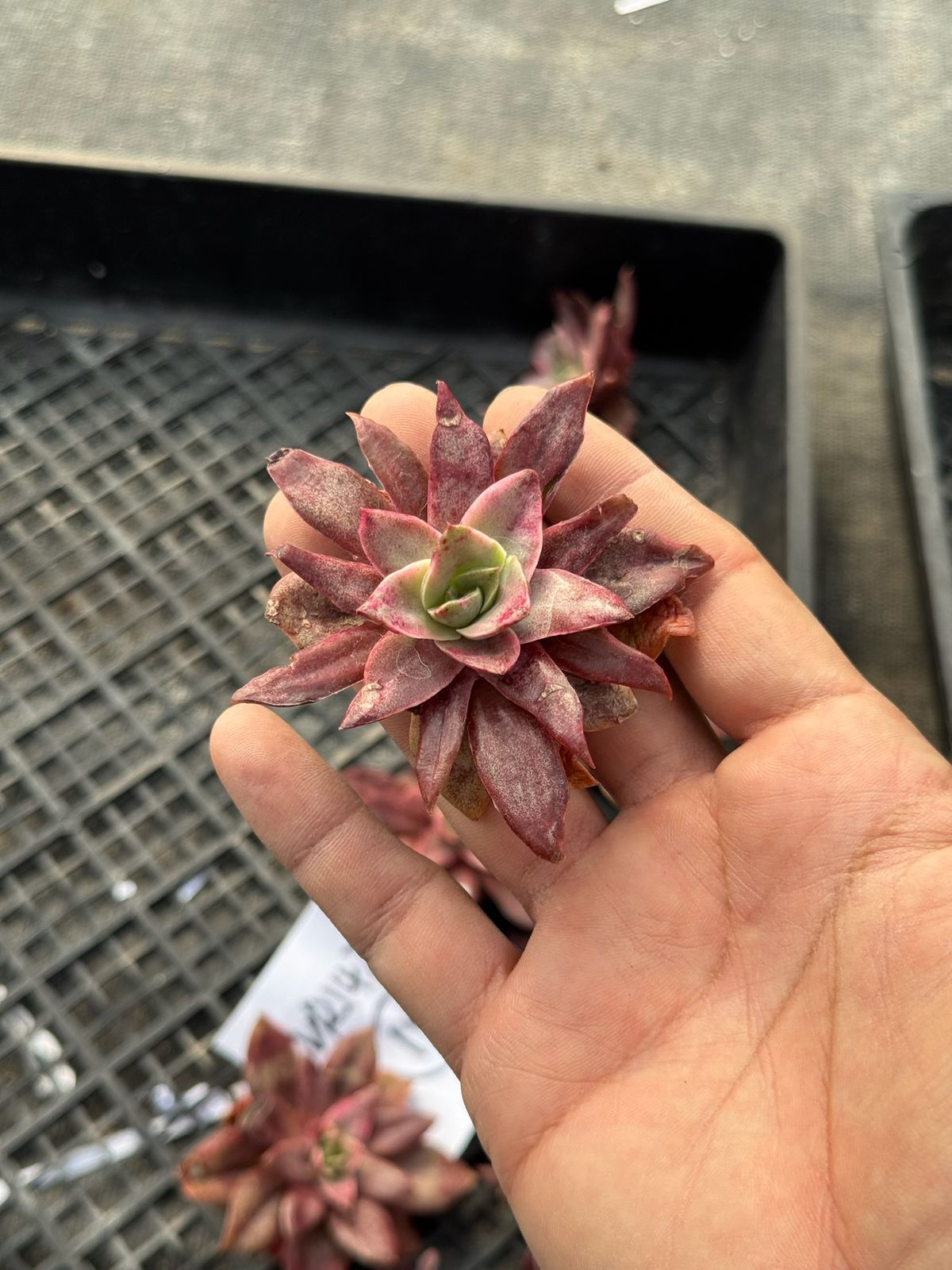Echeveria ‘Yamato-mo-nai’ Variegada