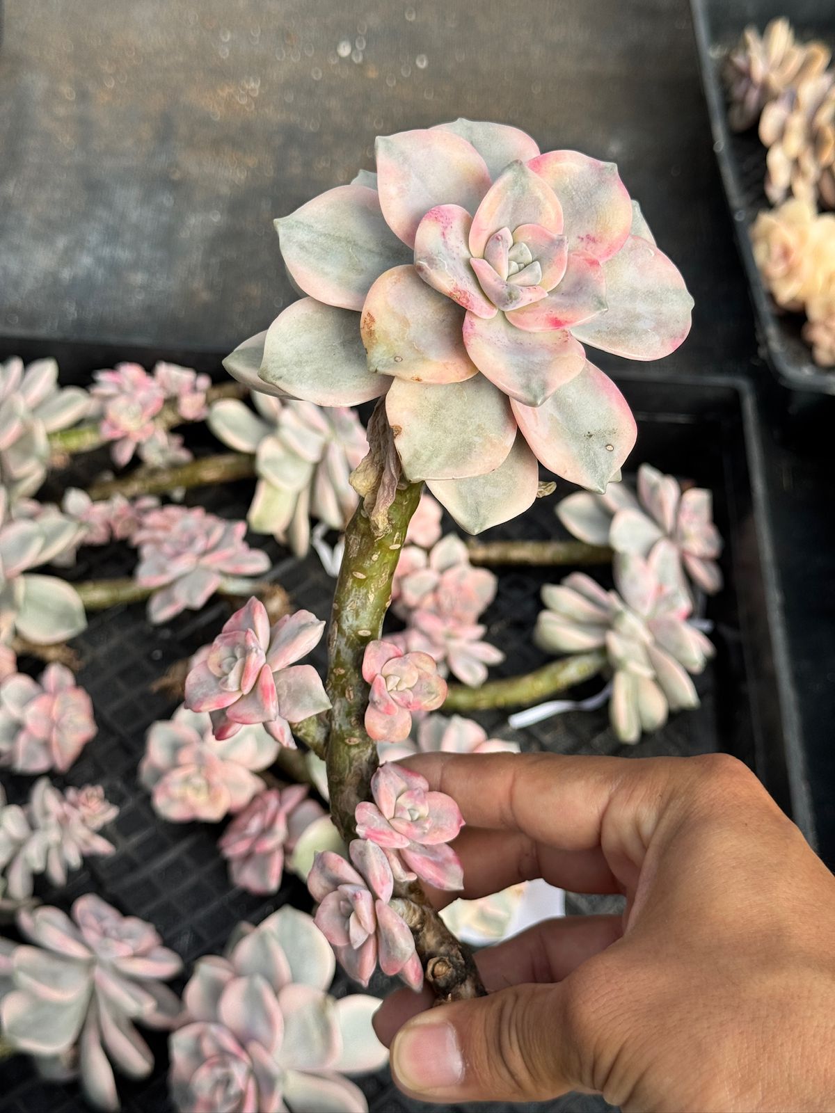 Graptopetalum purple delight