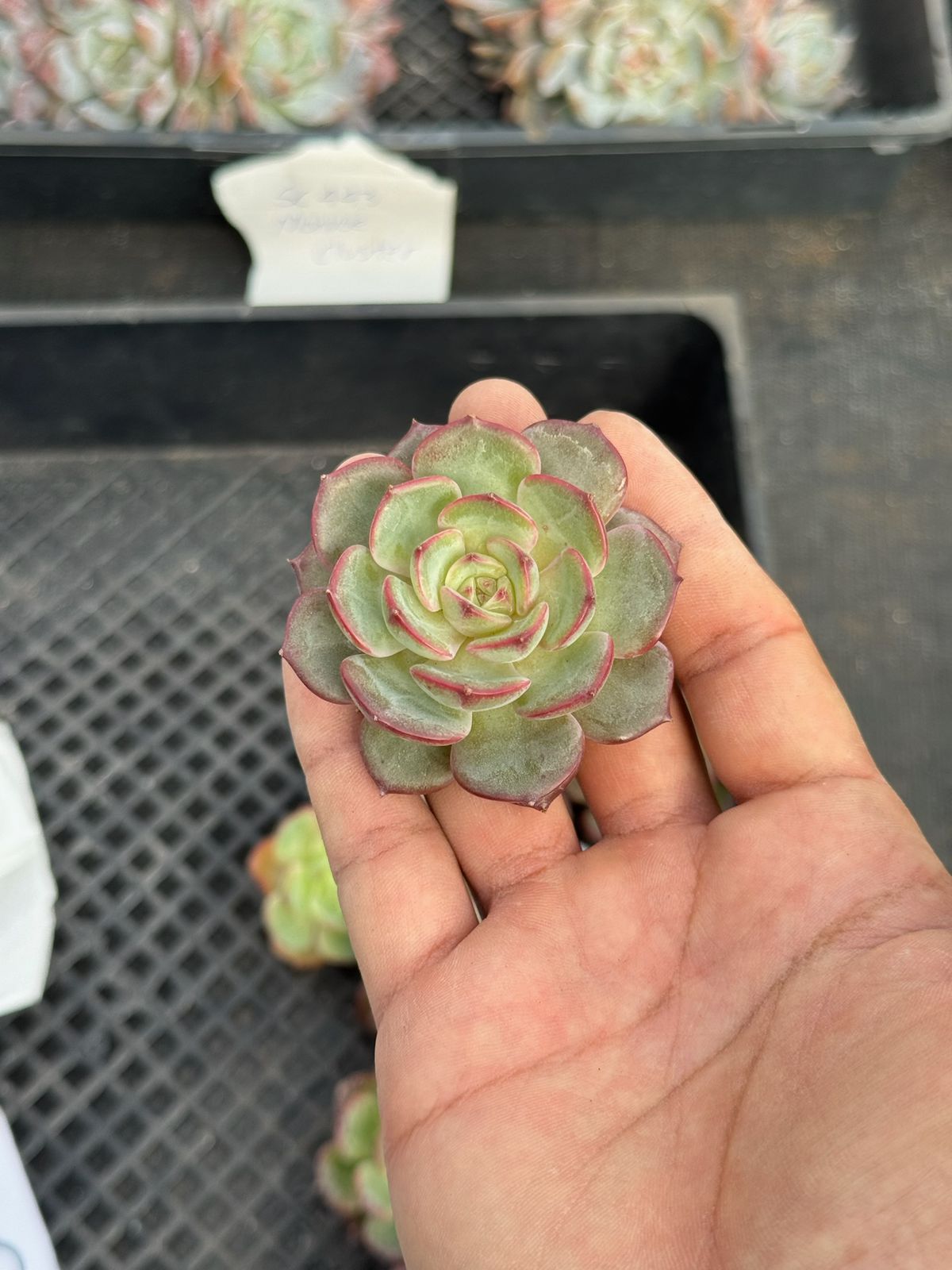 Echeveria vainilla strawberry