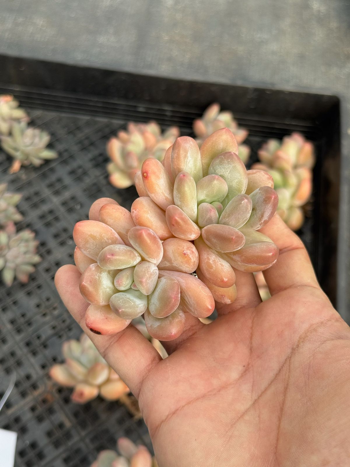 Echeveria perfume