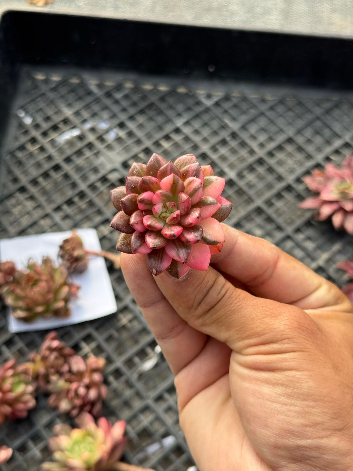 Echeveria SPP. pink ruby variegada