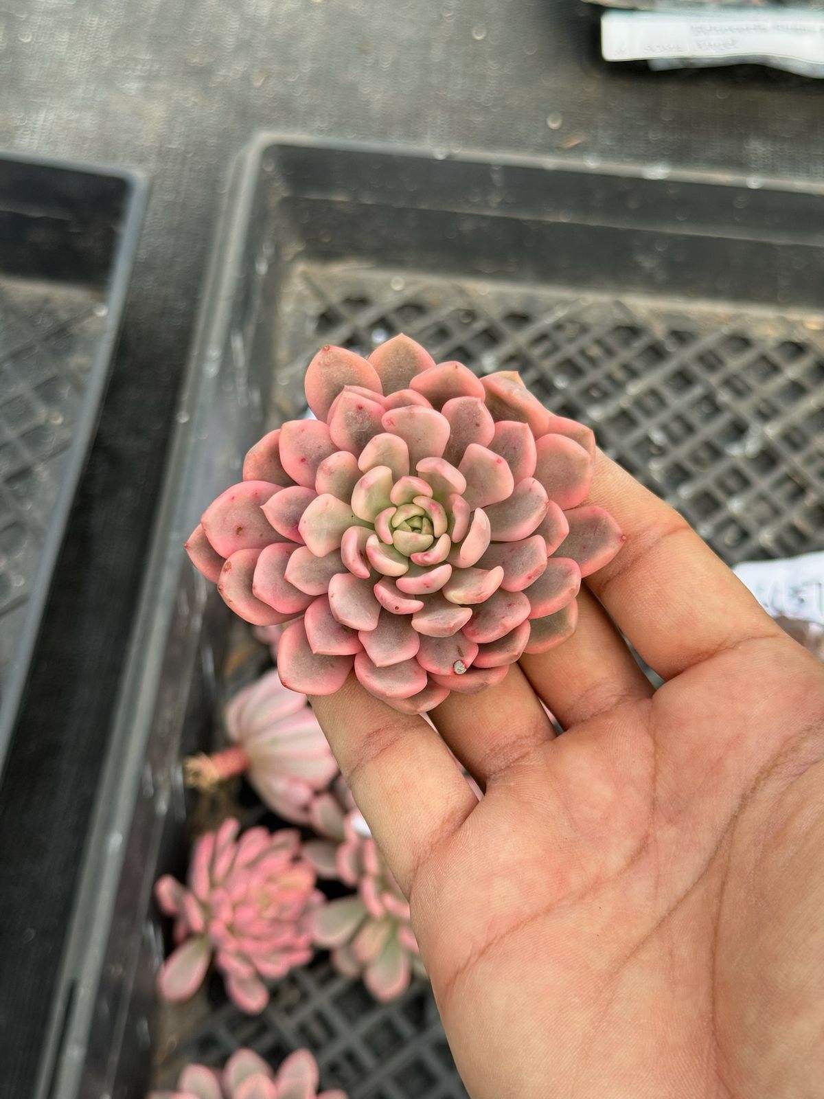 Echeveria pink ruby variegada