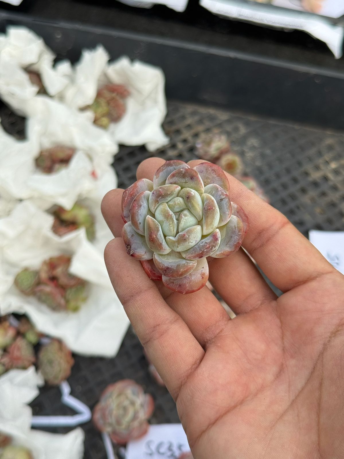 Echeveria cold pond fragance