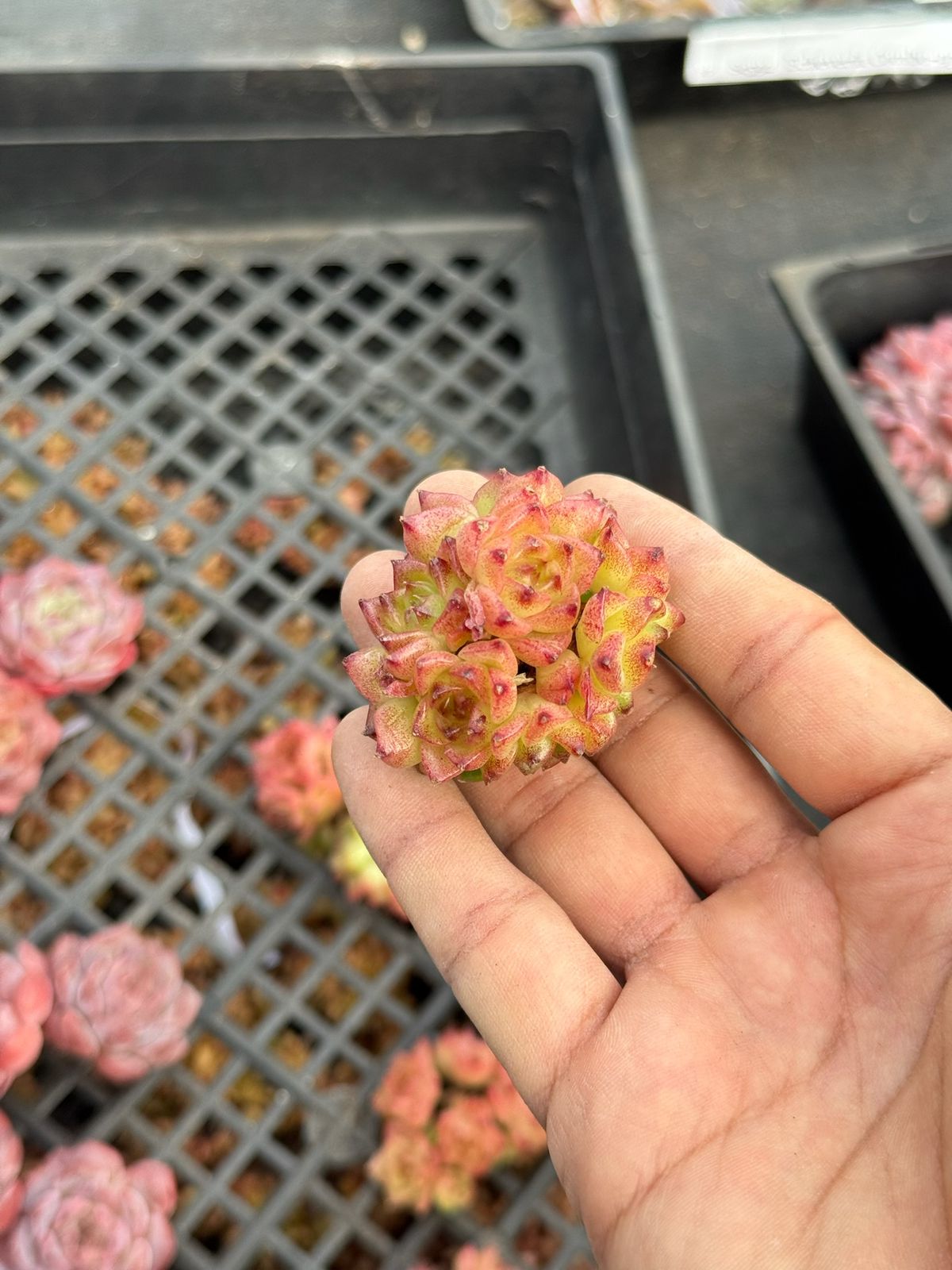 Echeveria funeral flowers