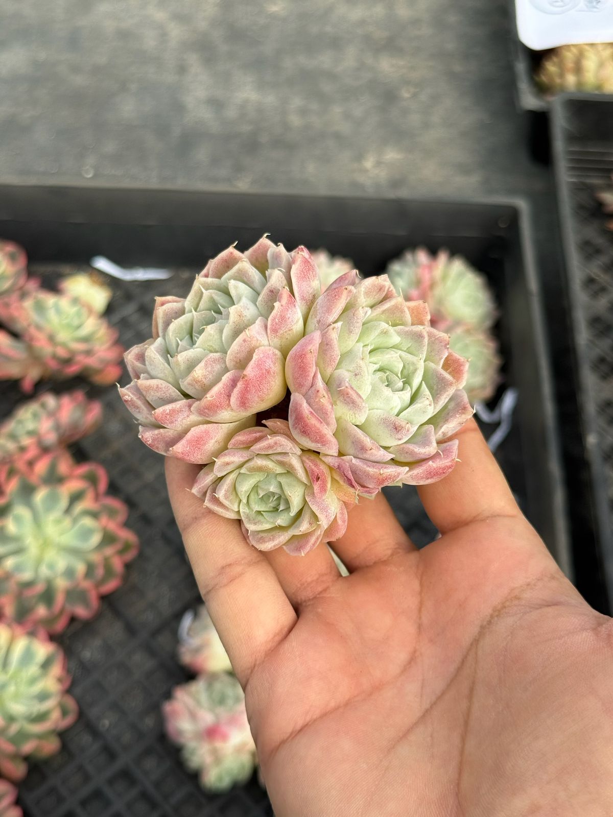 Echeveria pear horn