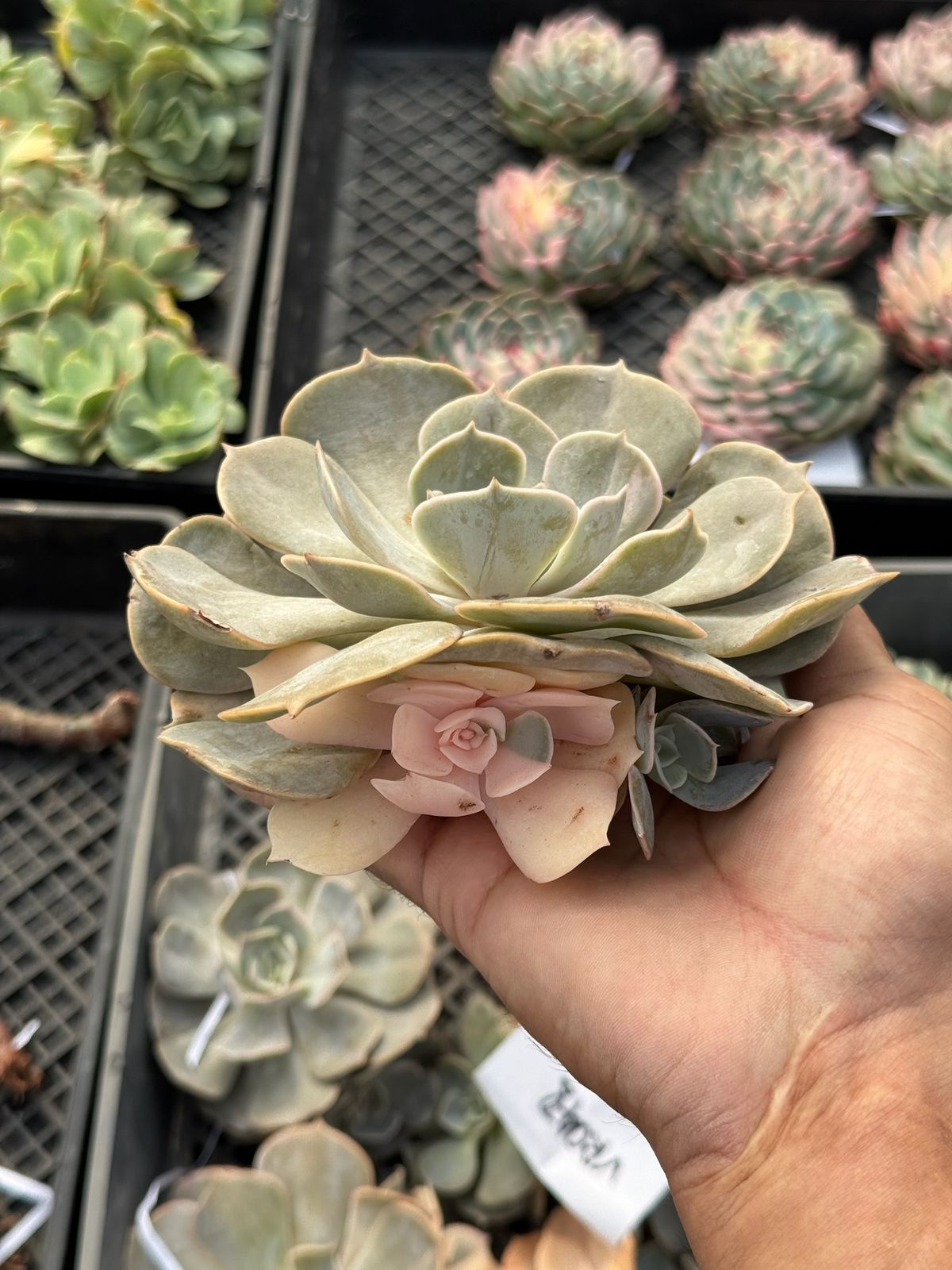 Echeveria Pollux variegada