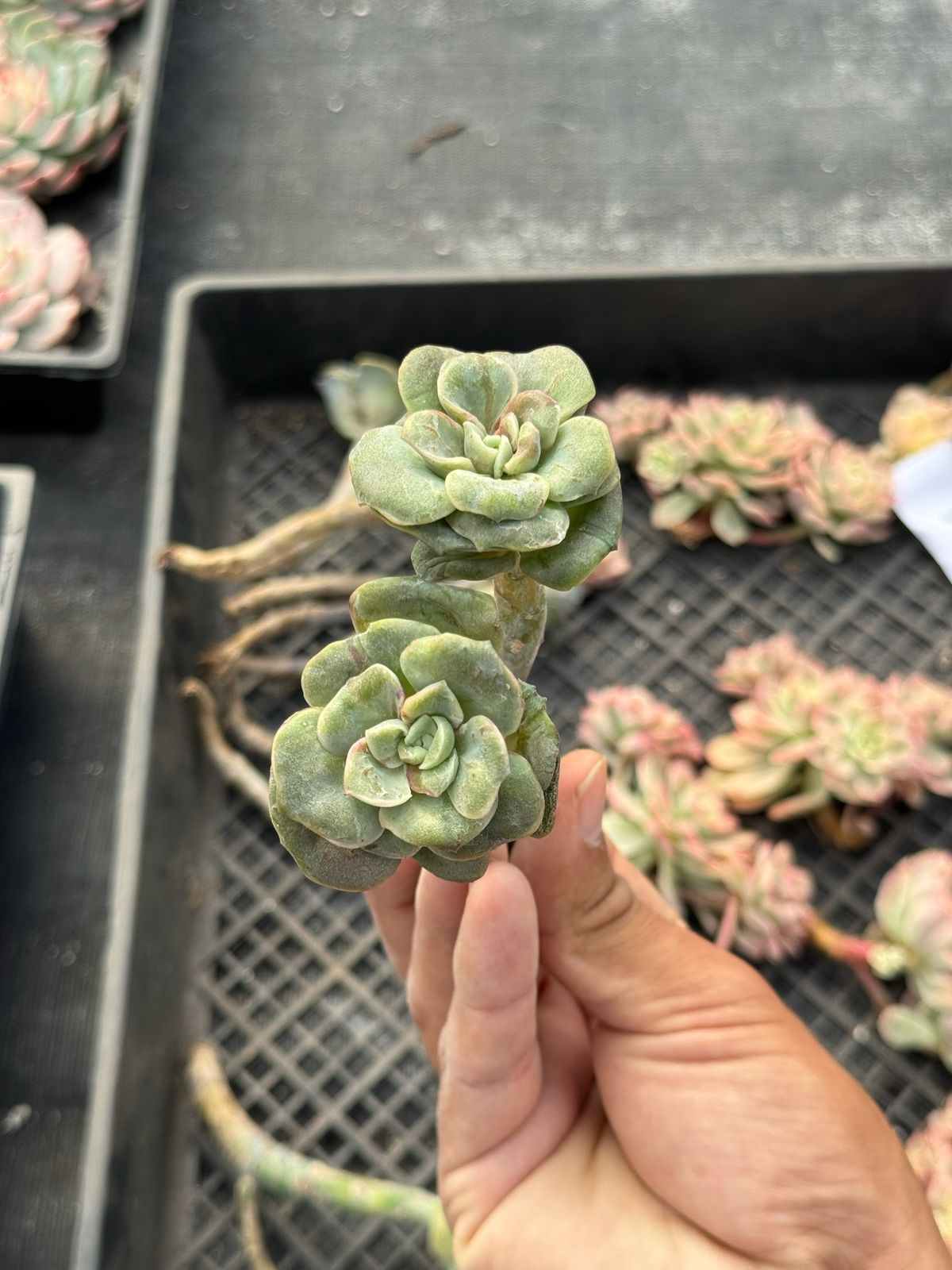 Echeveria lovely rose red color