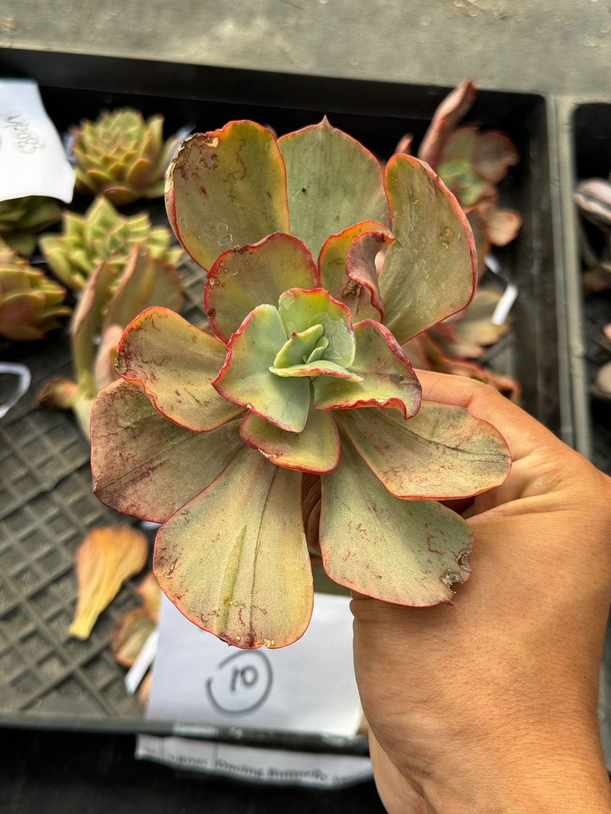 Echeveria dancing butterfly