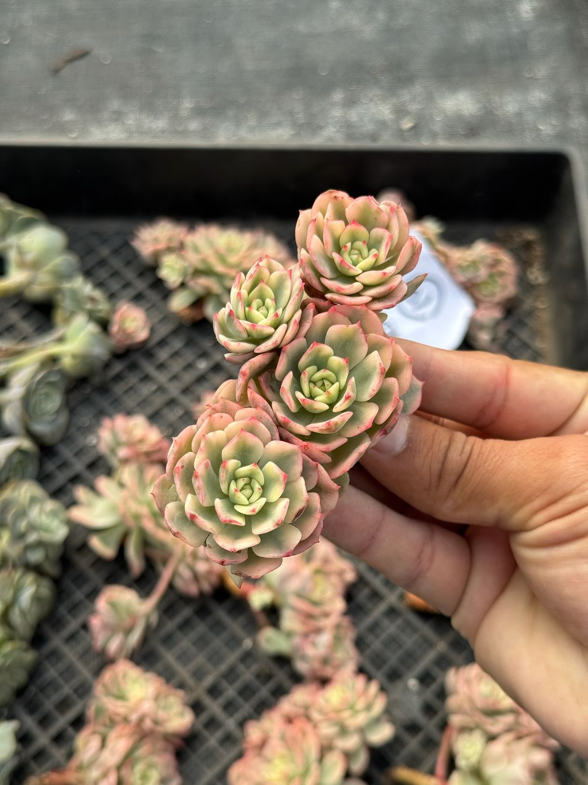 Echeveria deren oliver variegada