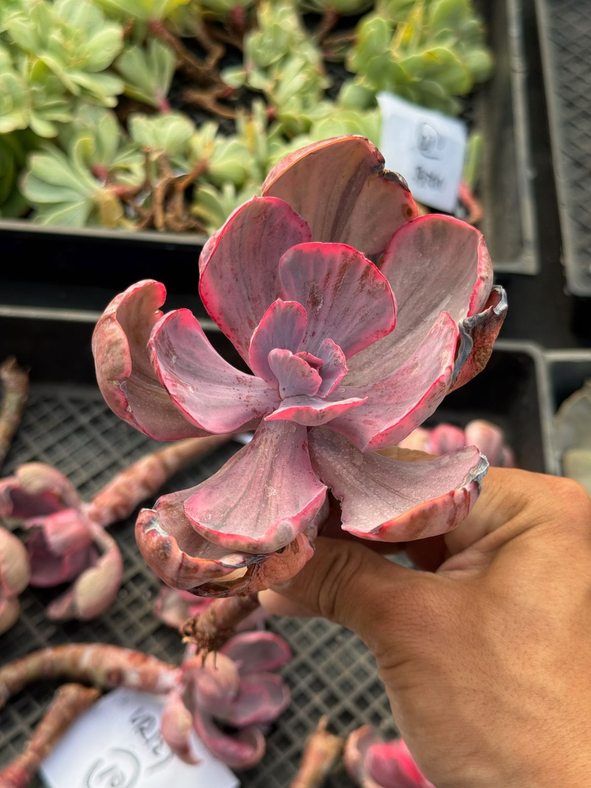 Echeveria blue rose